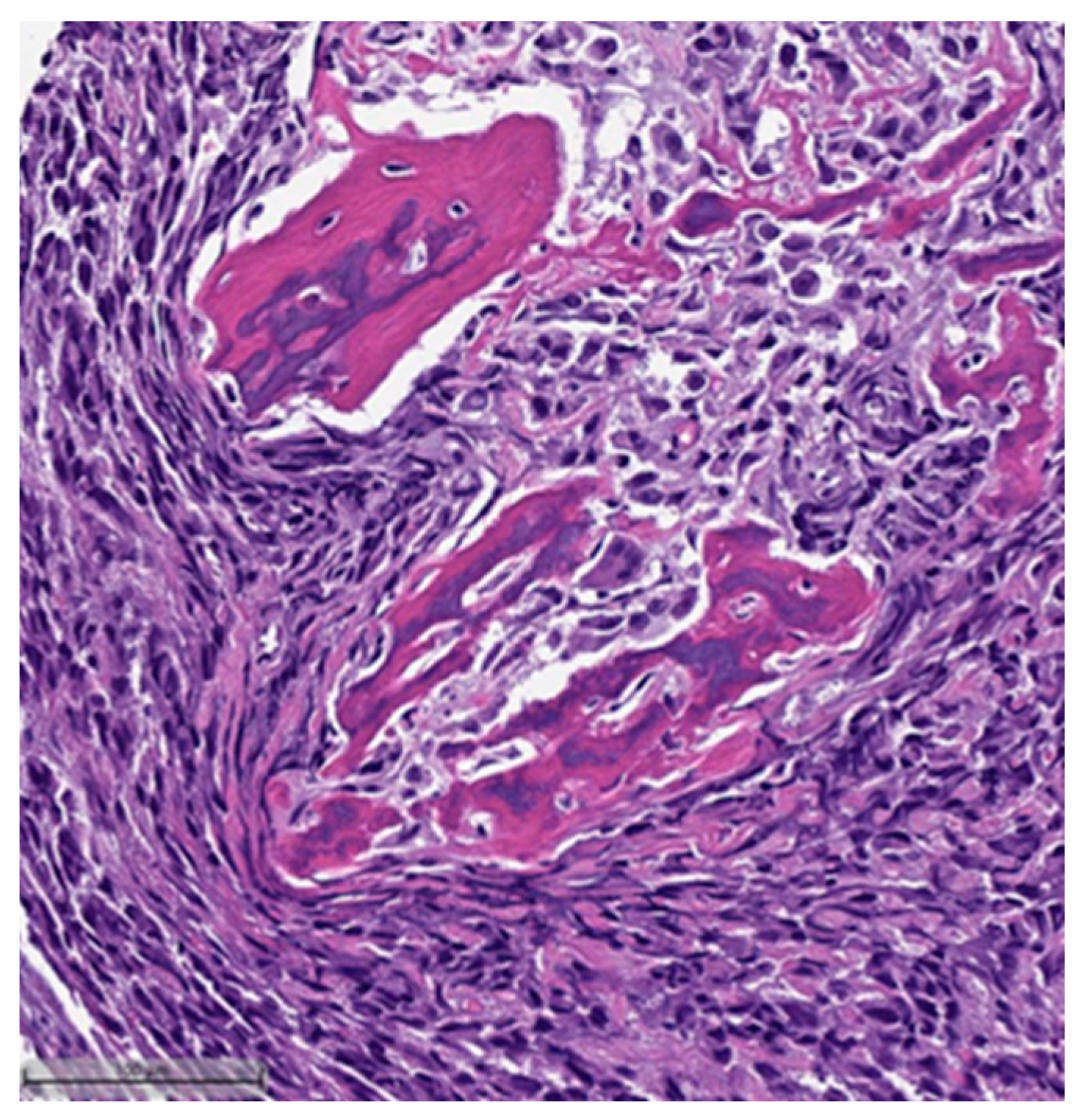 Cancers 16 01433 g007