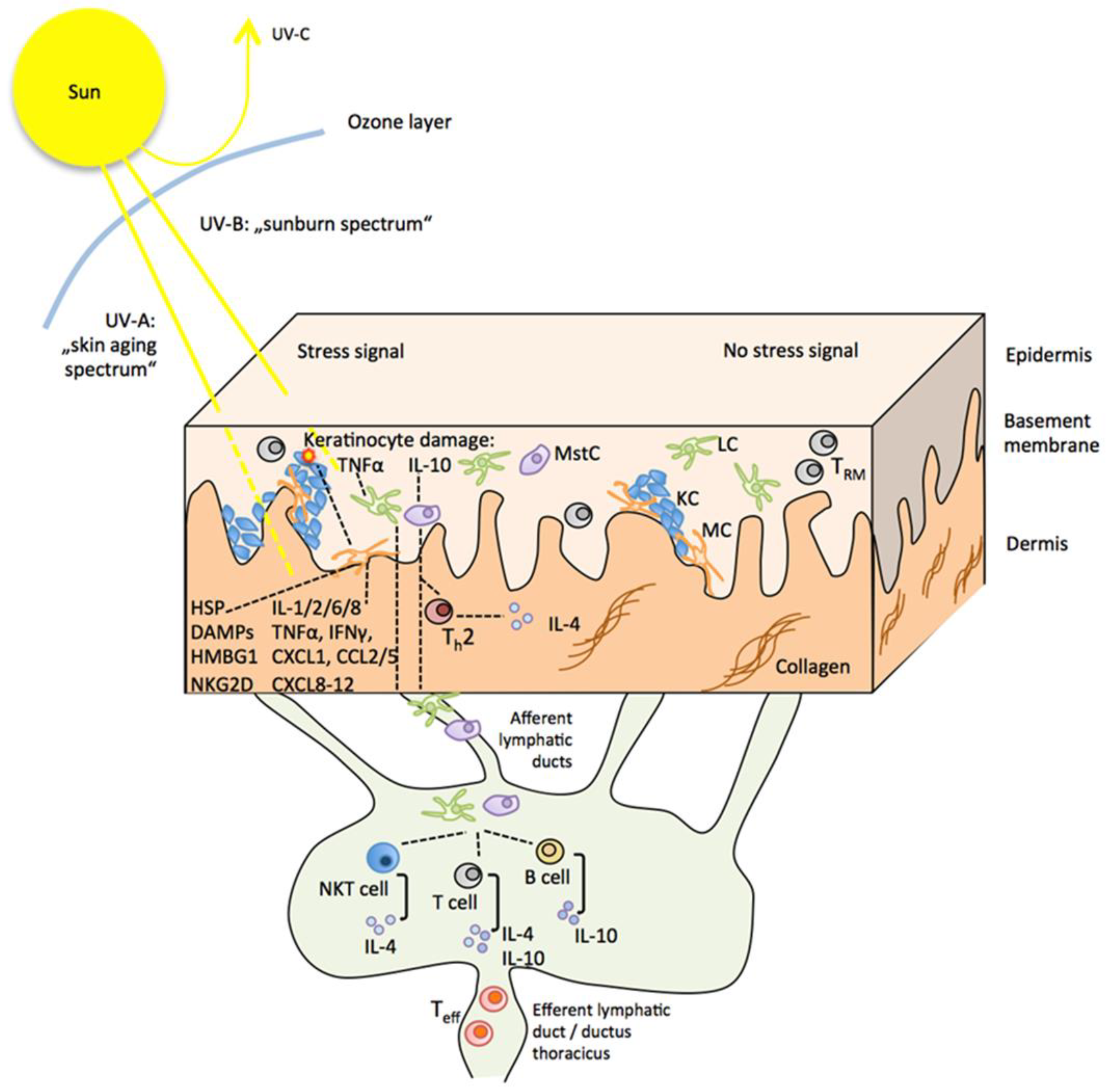 Cancers 16 01461 g003