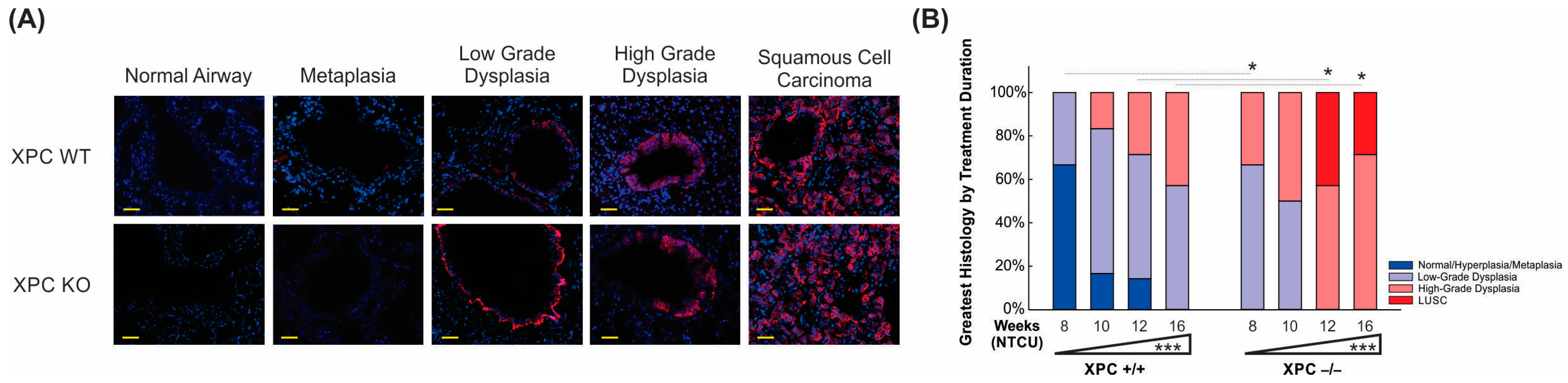 Cancers 16 01495 g004