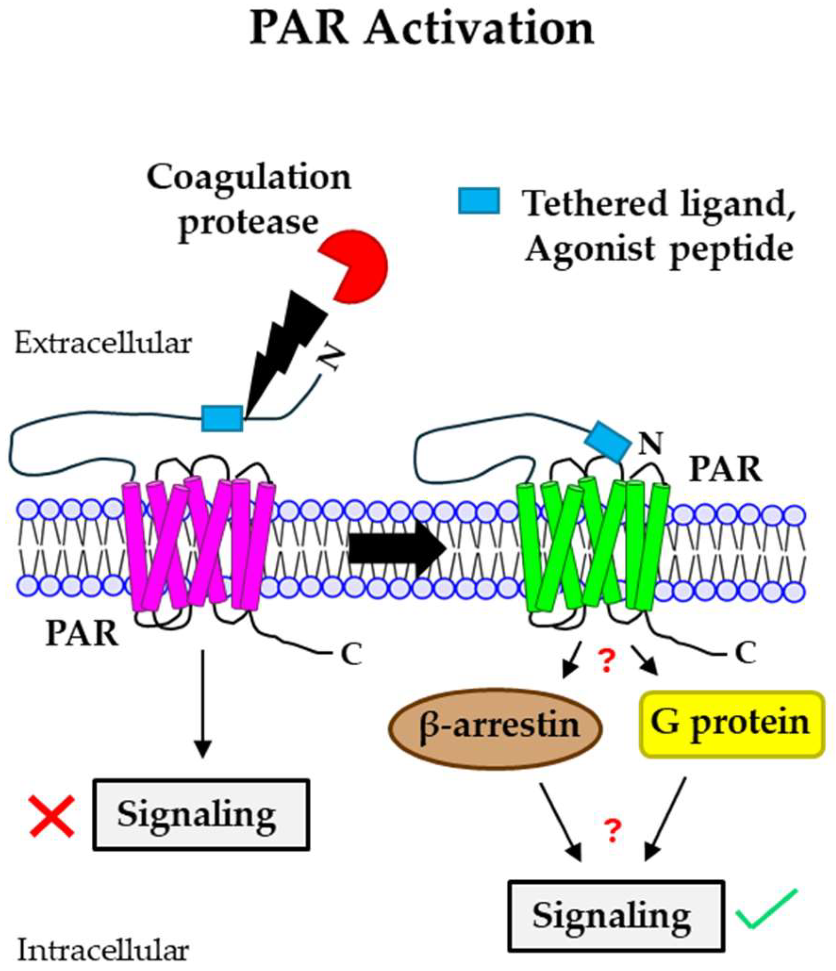 Cancers 16 01568 g001