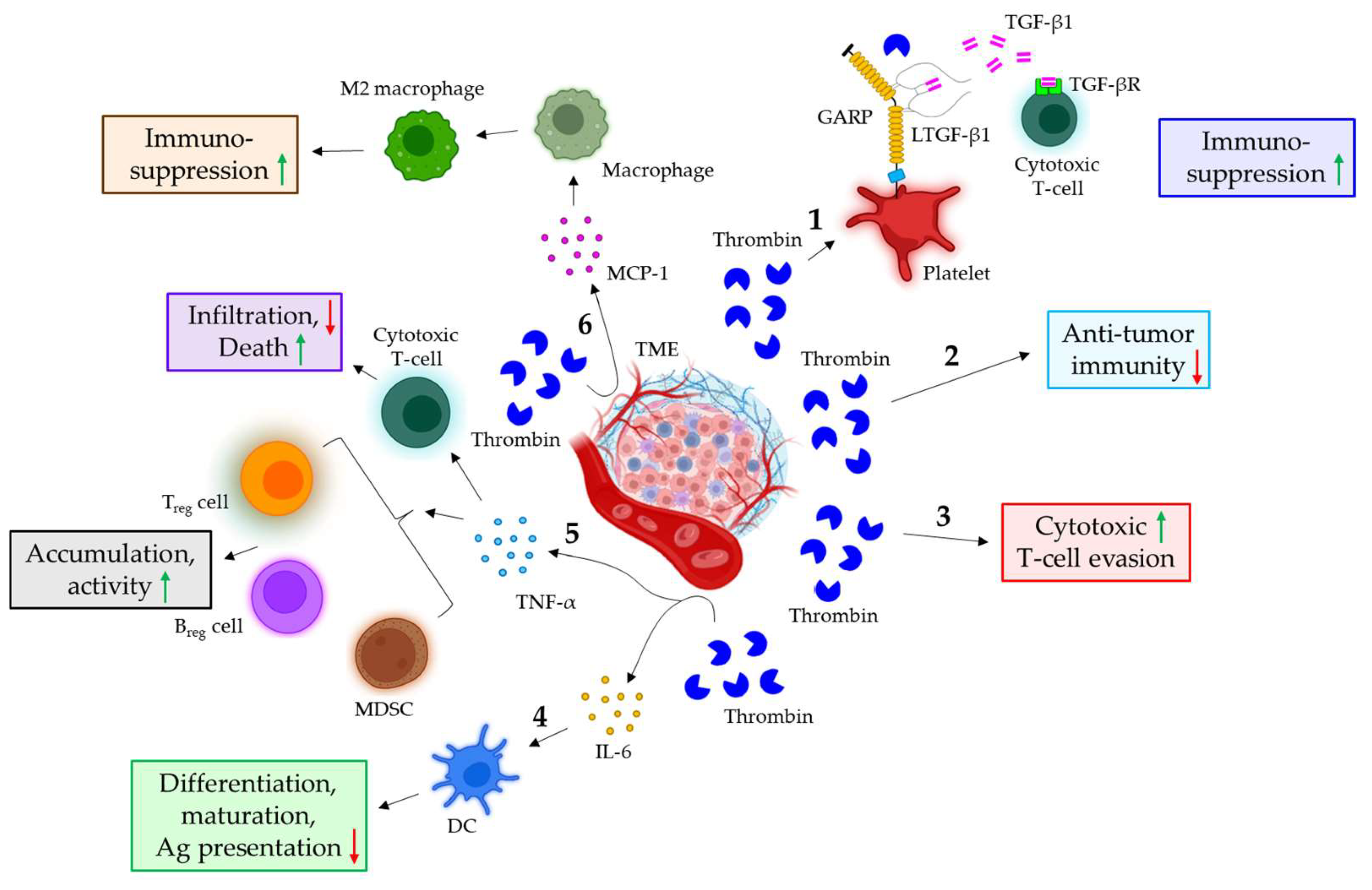 Cancers 16 01568 g004