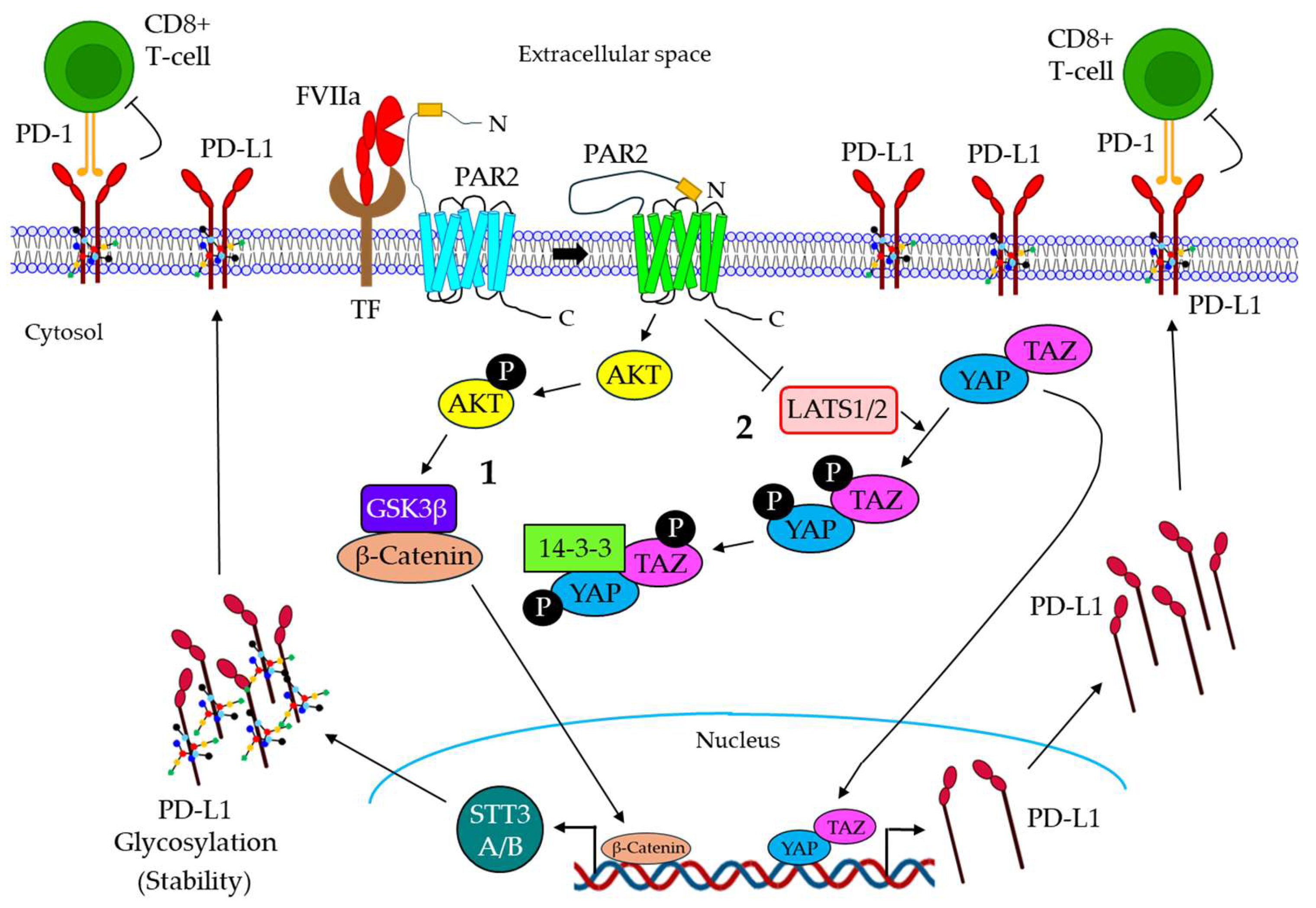 Cancers 16 01568 g005