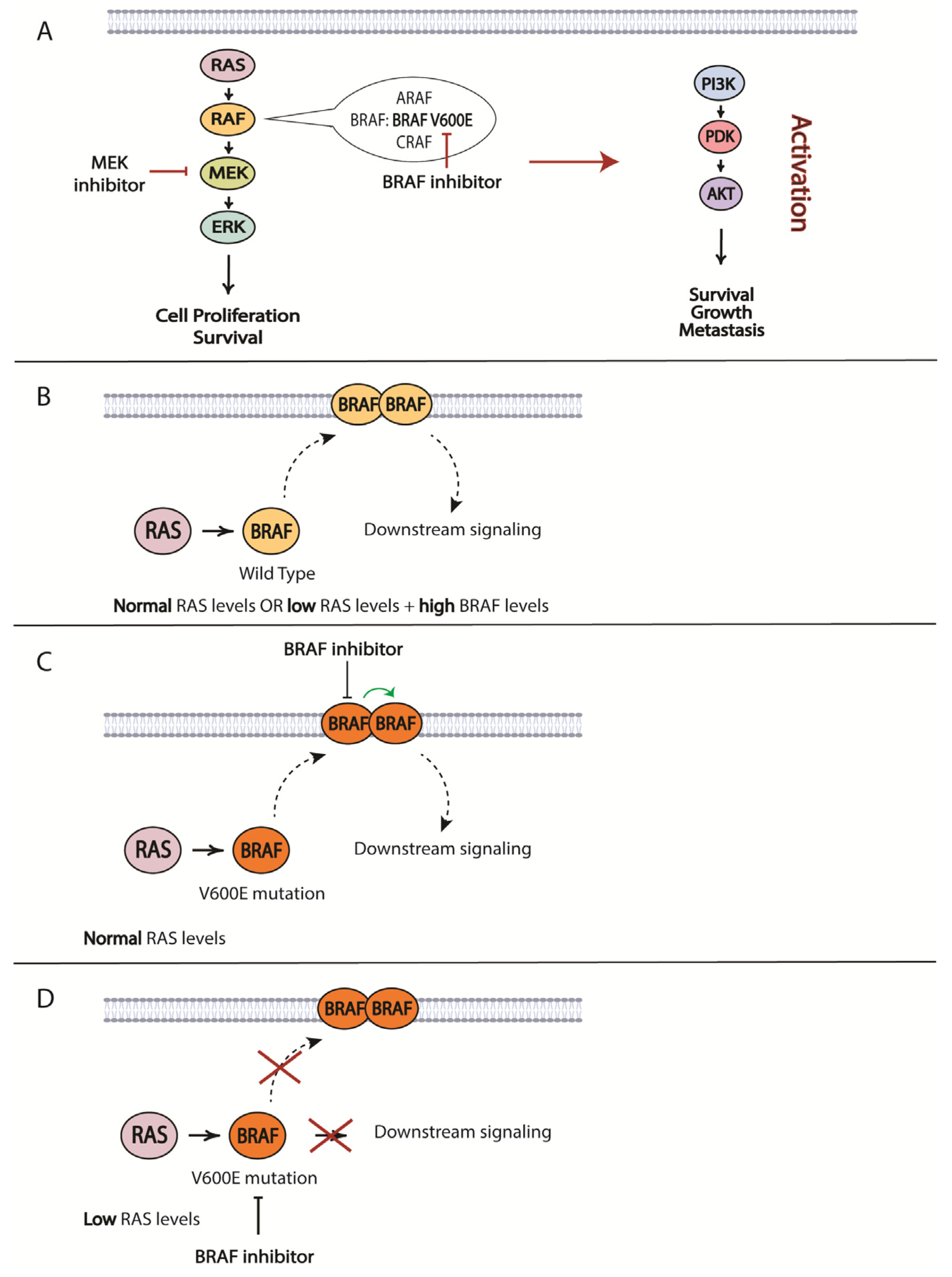 Cancers 16 01571 g004 Cancers 16 01571 g004