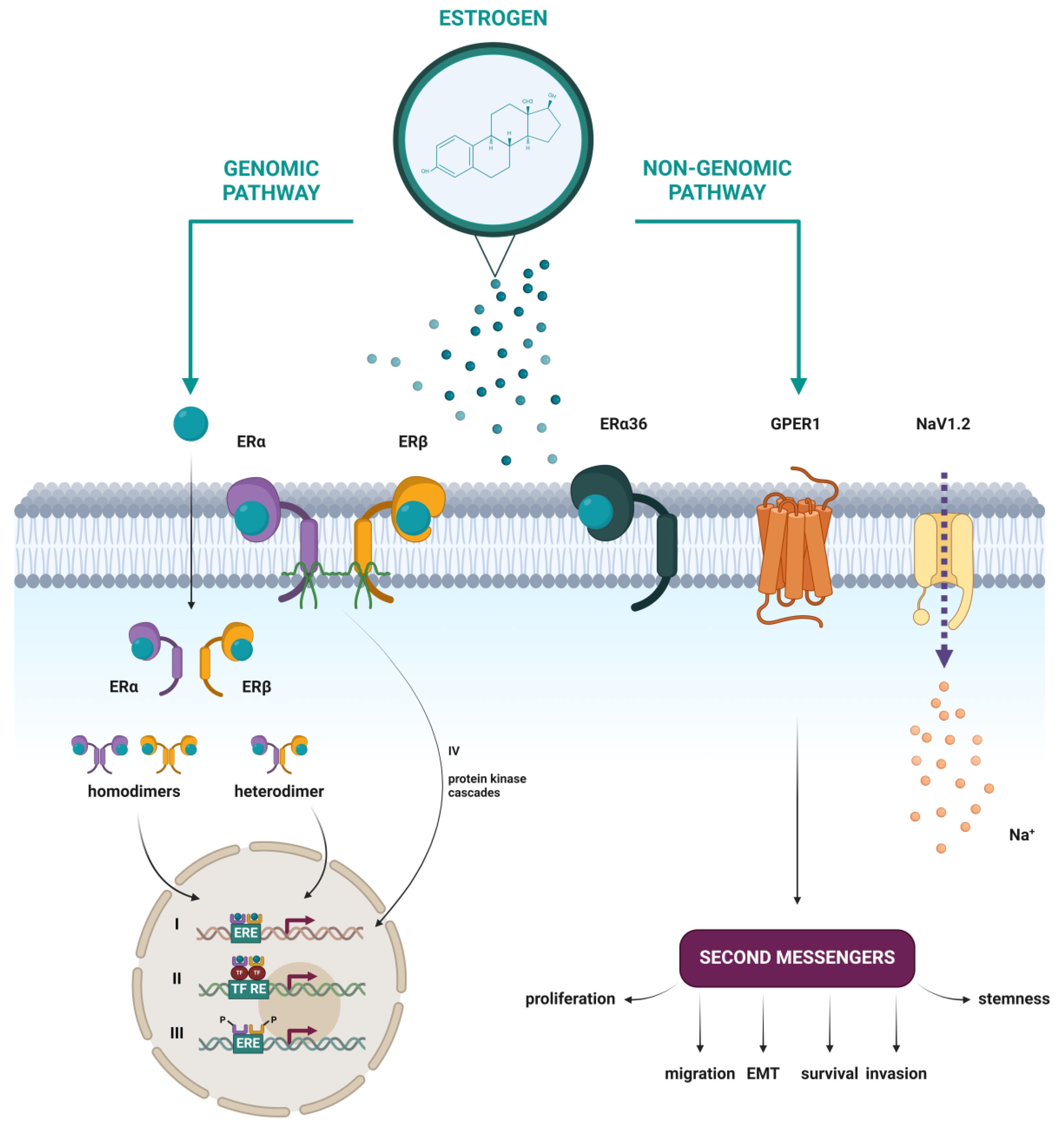Cancers 16 01575 g005