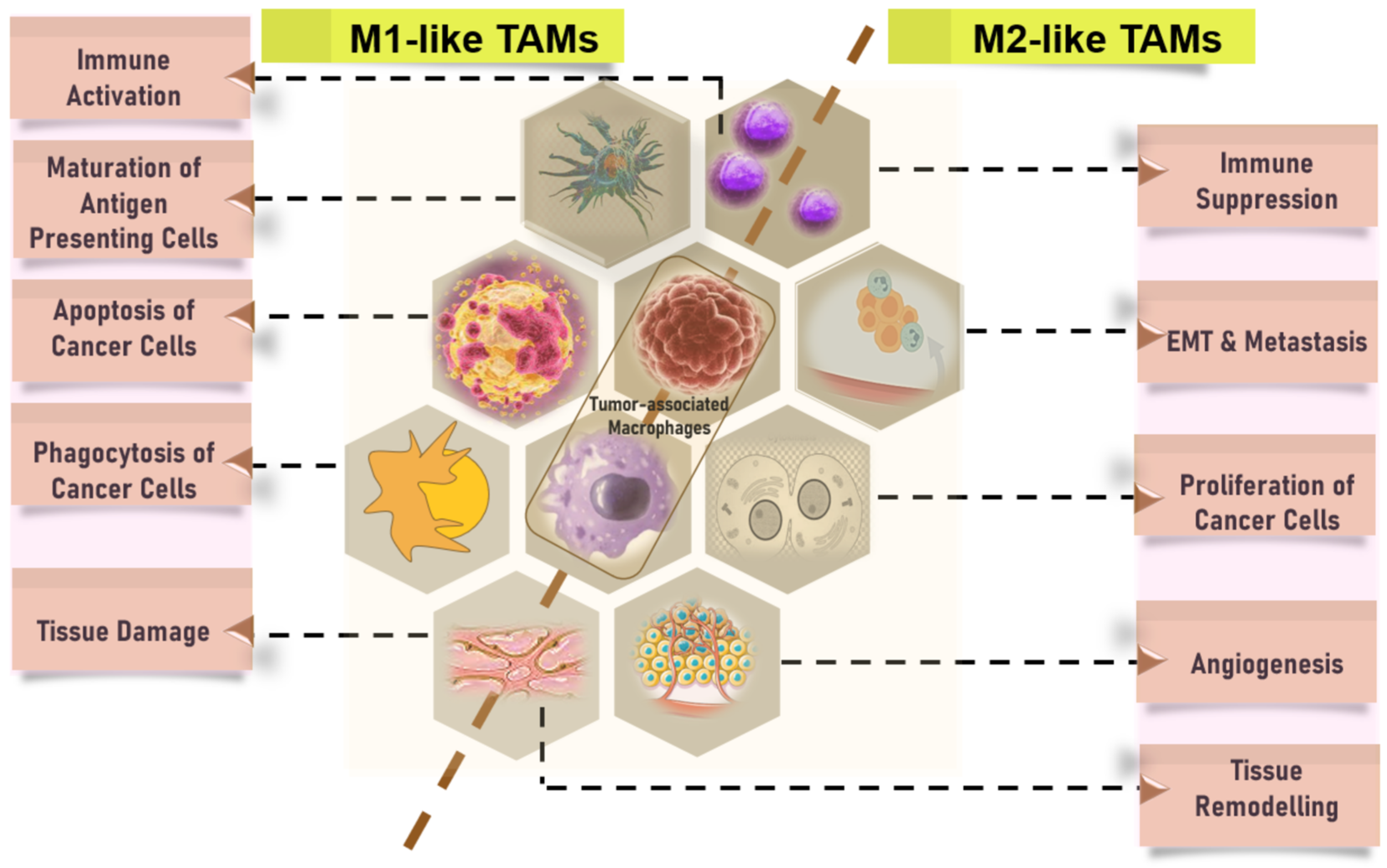 Cancers 16 01626 g004