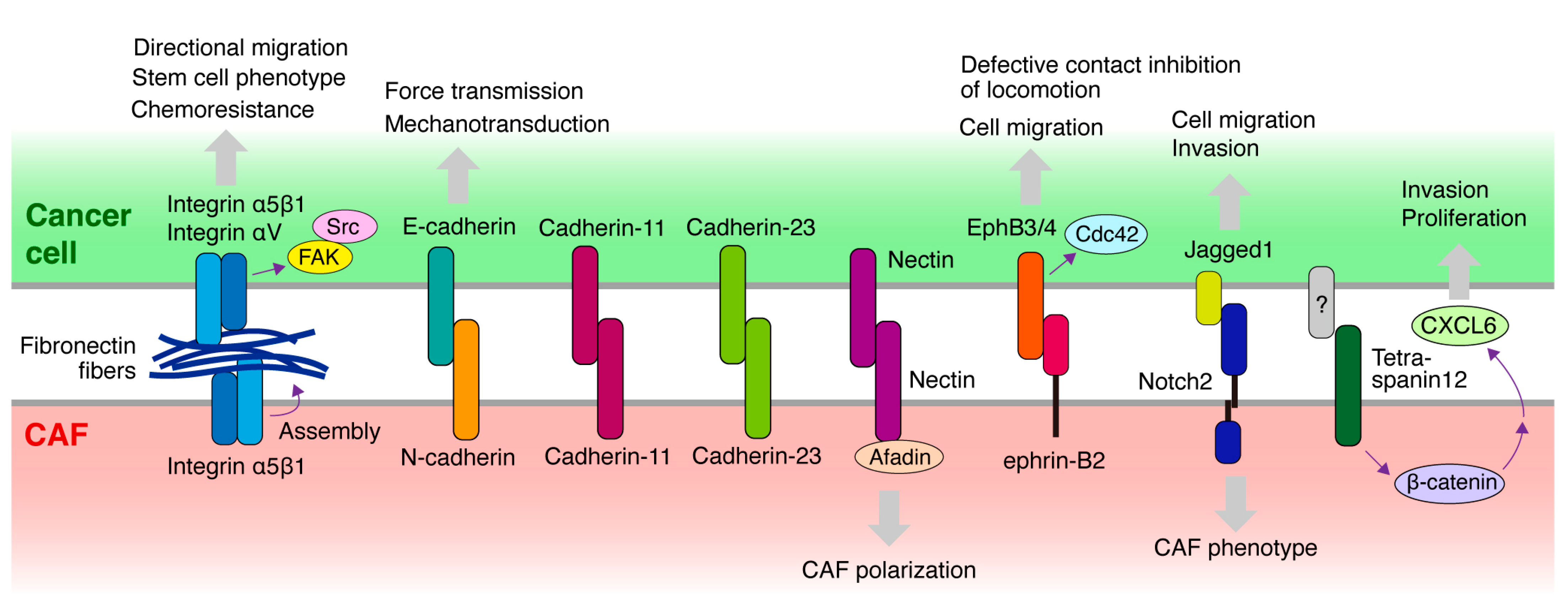 Cancers 16 01636 g003