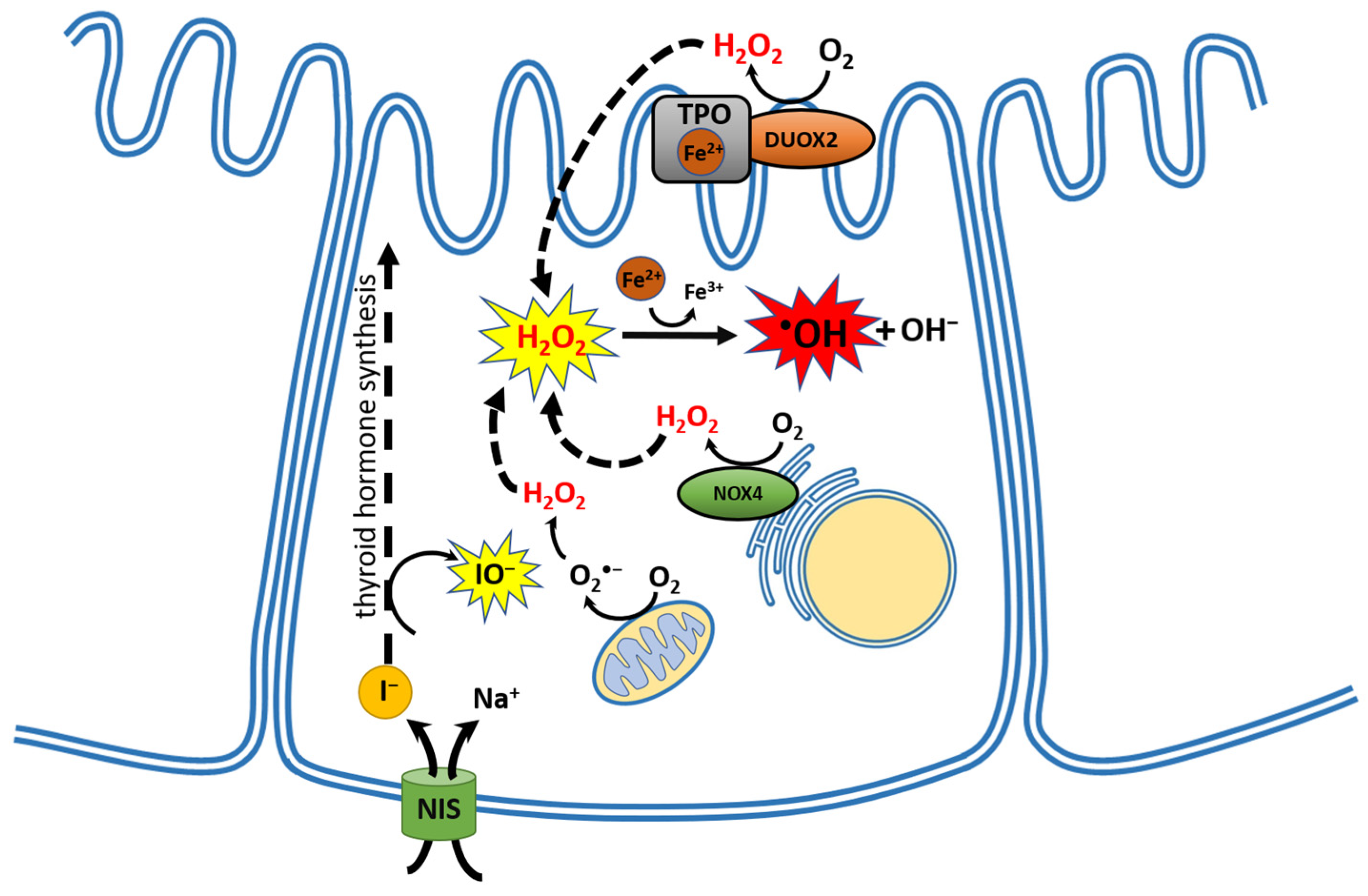 Cancers 16 01646 g001