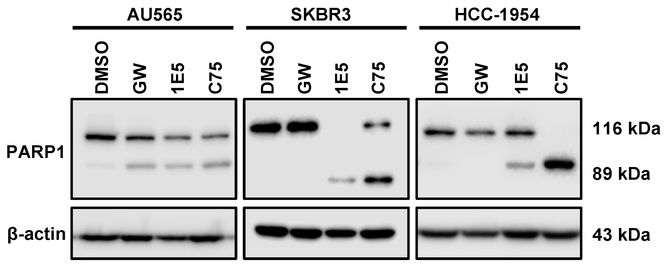 Cancers 16 01651 g007