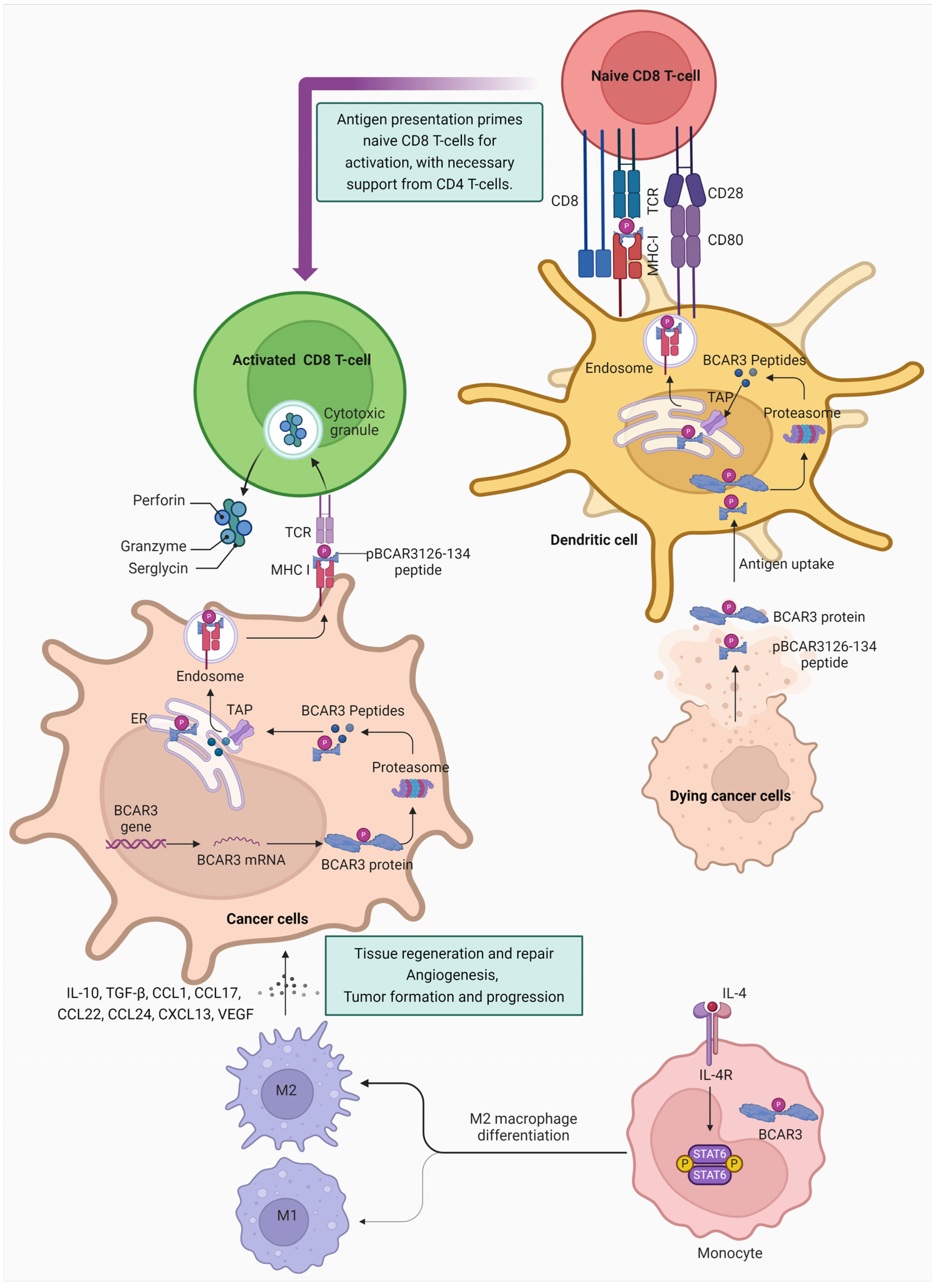 Cancers 16 01674 g005 Cancers 16 01674 g005