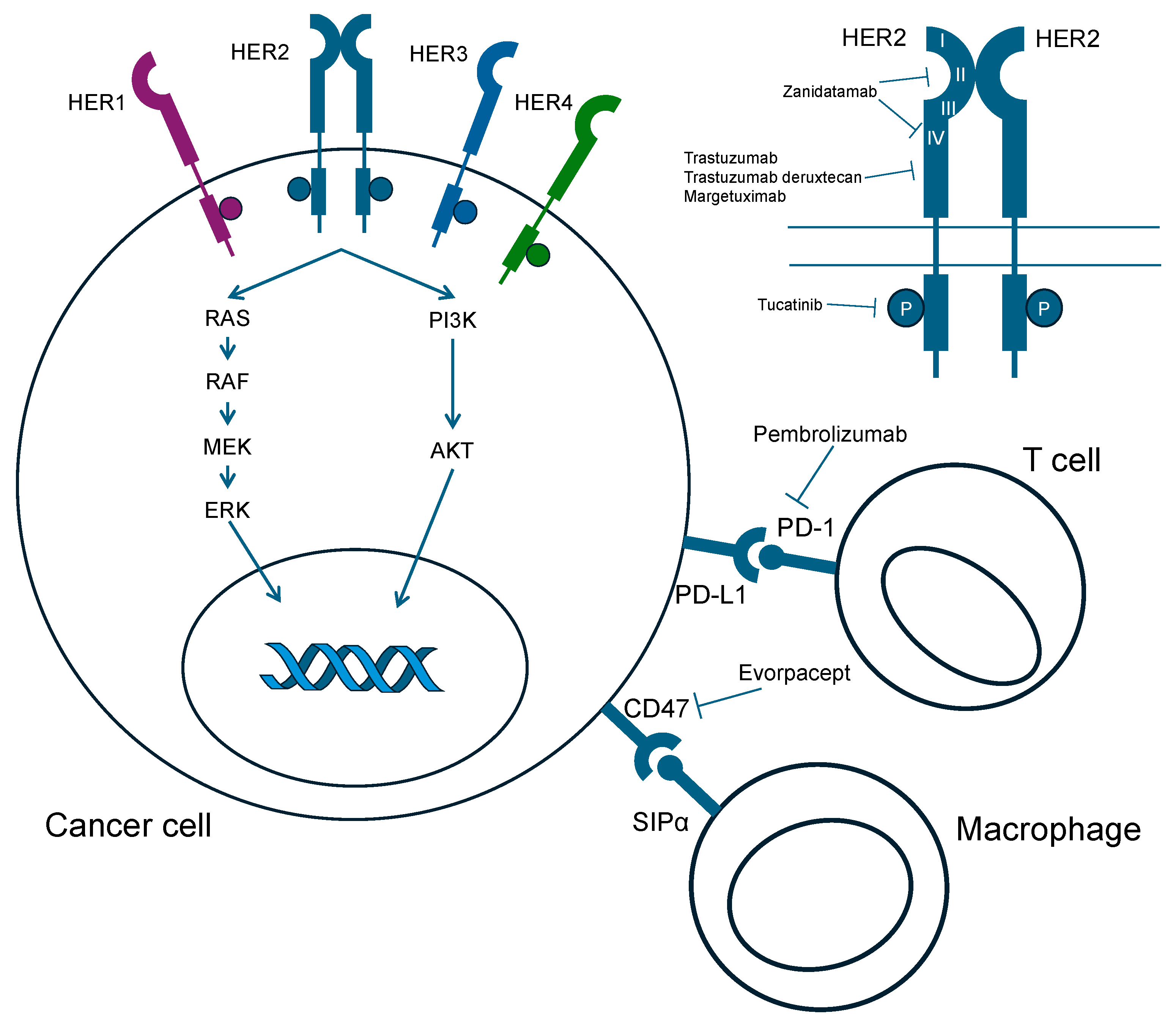 Cancers 16 01747 g001