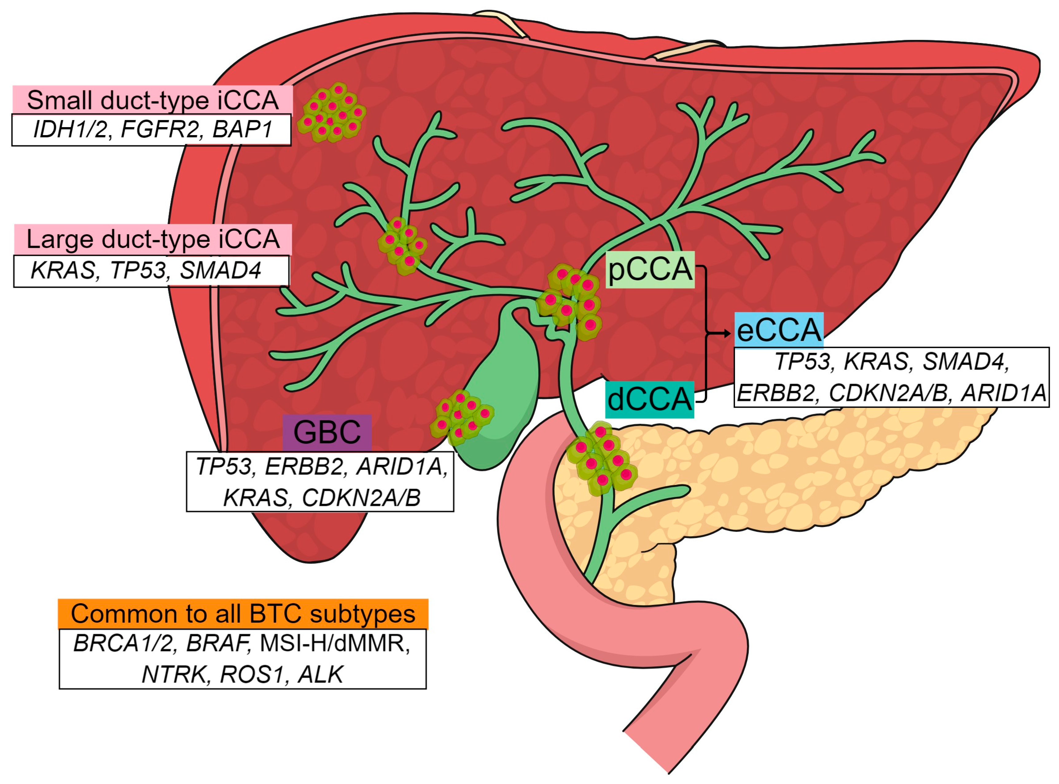Cancers 16 01761 g001 Cancers 16 01761 g001
