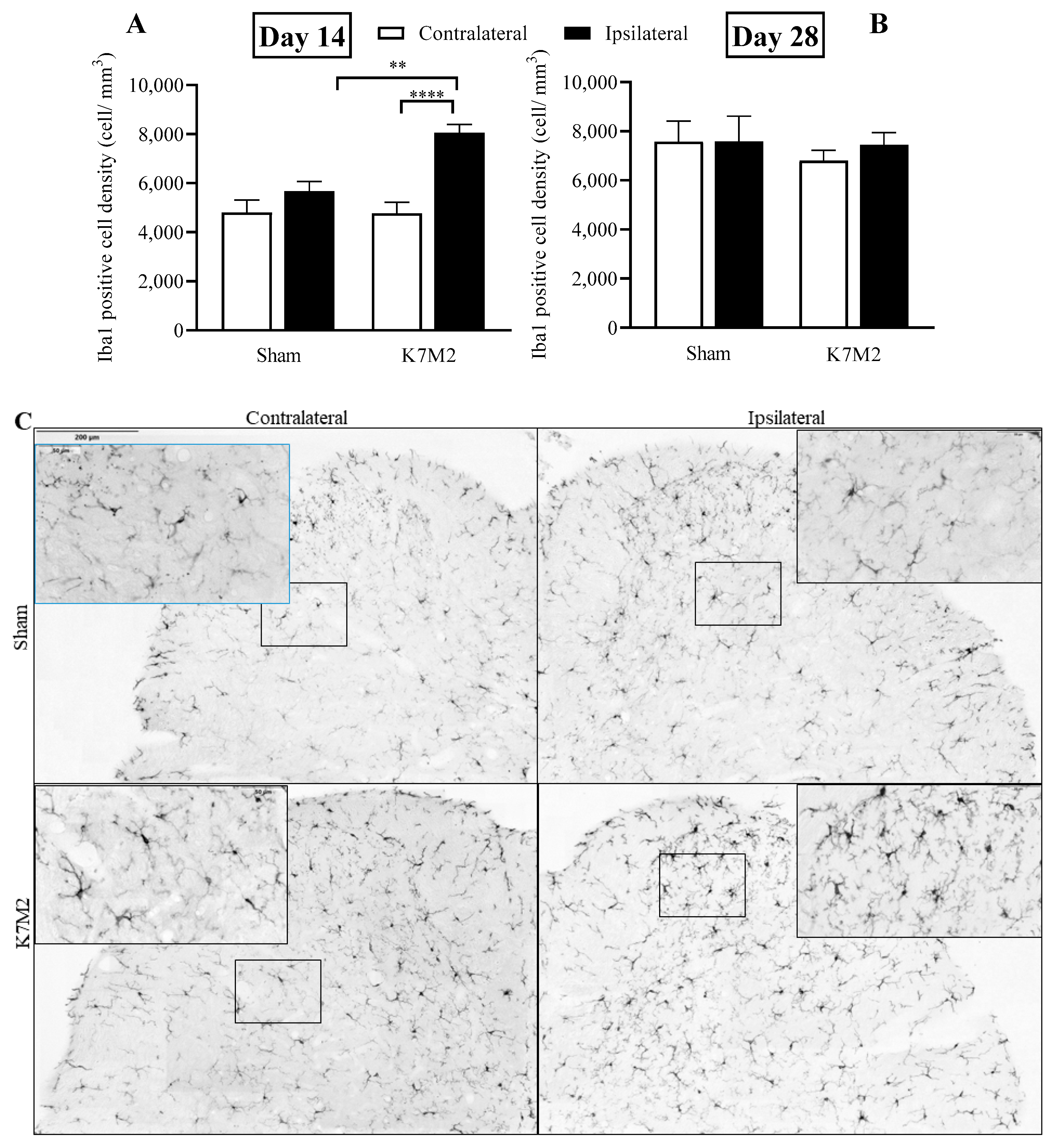 Cancers 16 01788 g005
