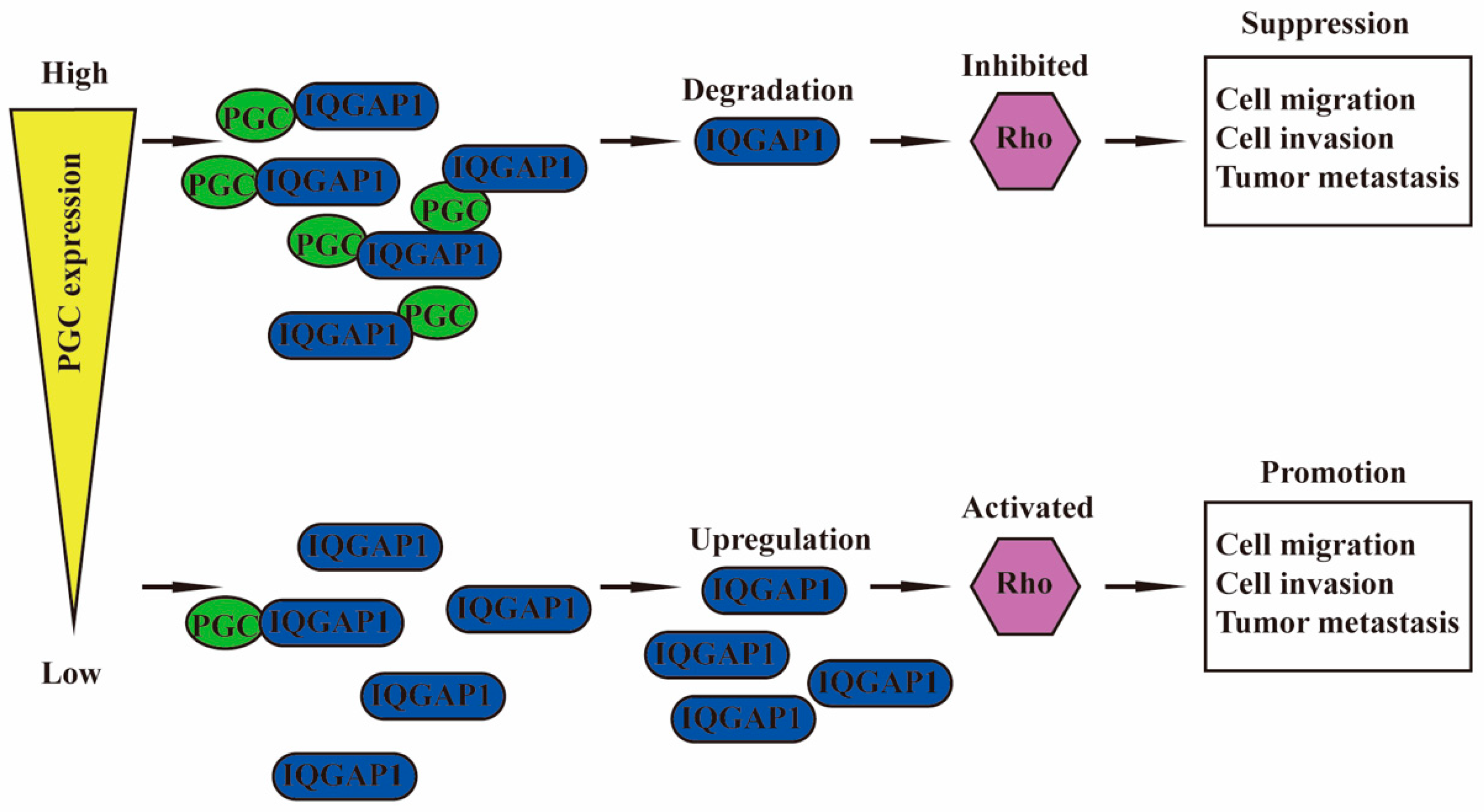 Cancers 16 01796 g007