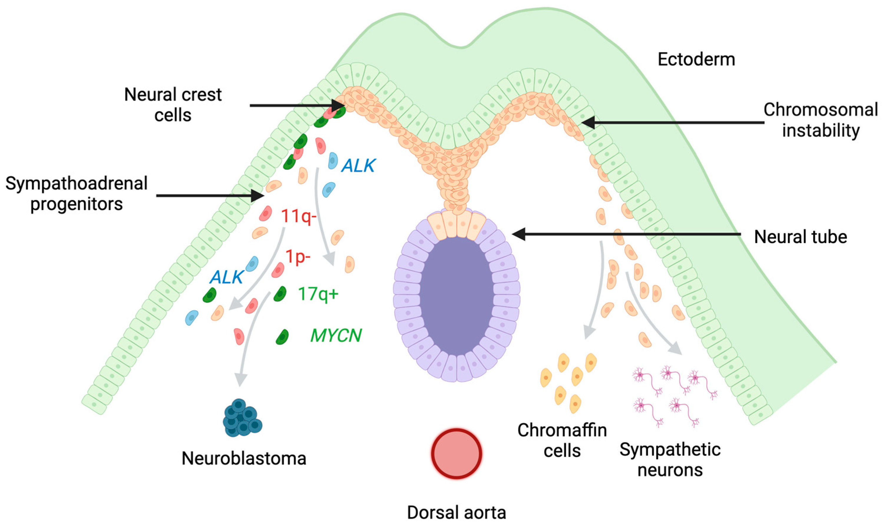 Cancers 16 01863 g001