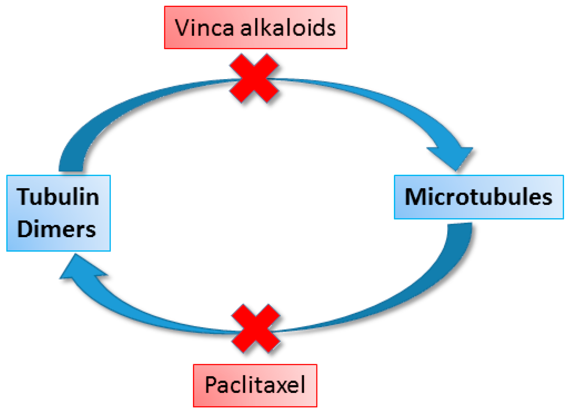 Cancers 16 01878 g010