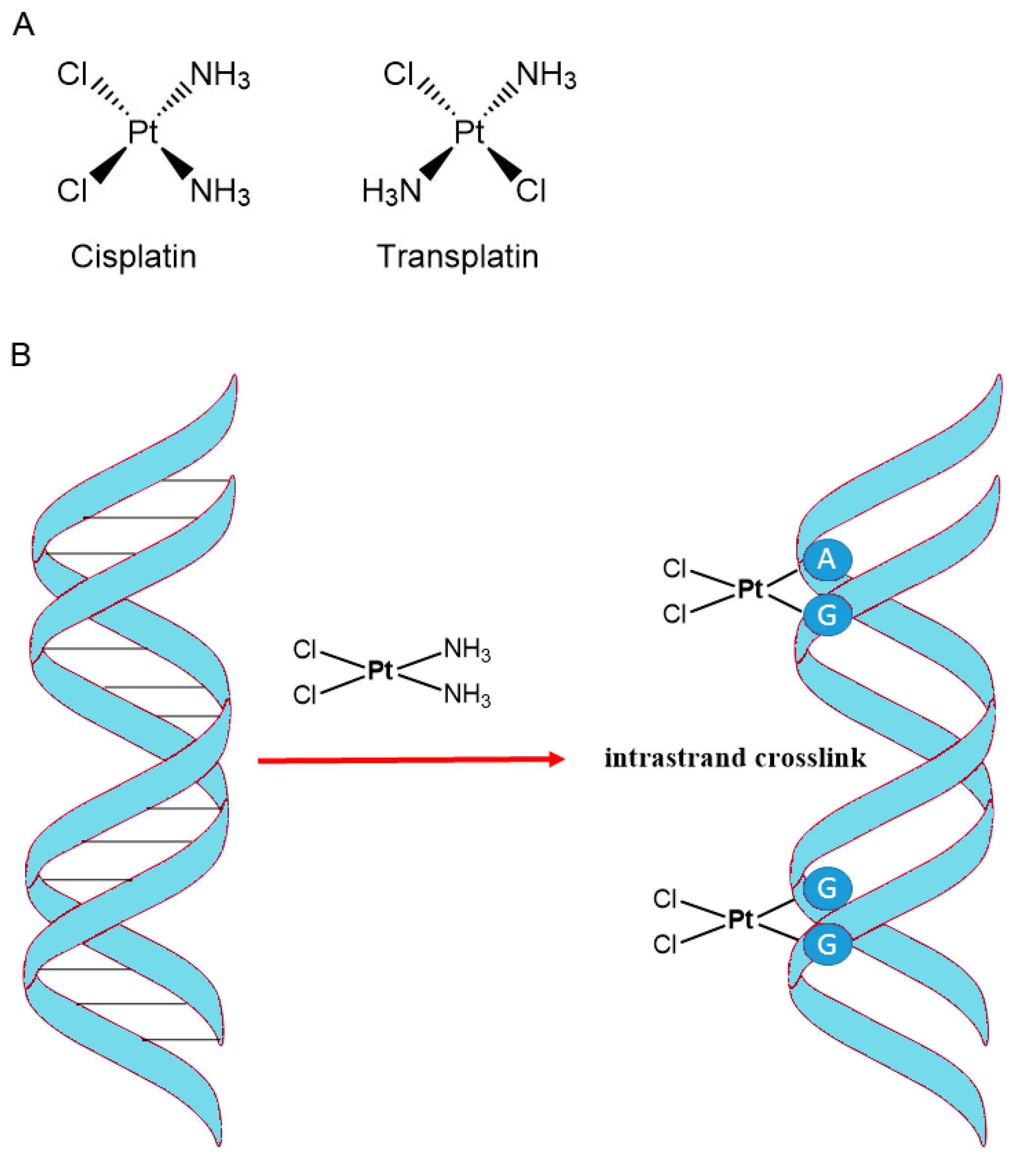 Cancers 16 01878 g012