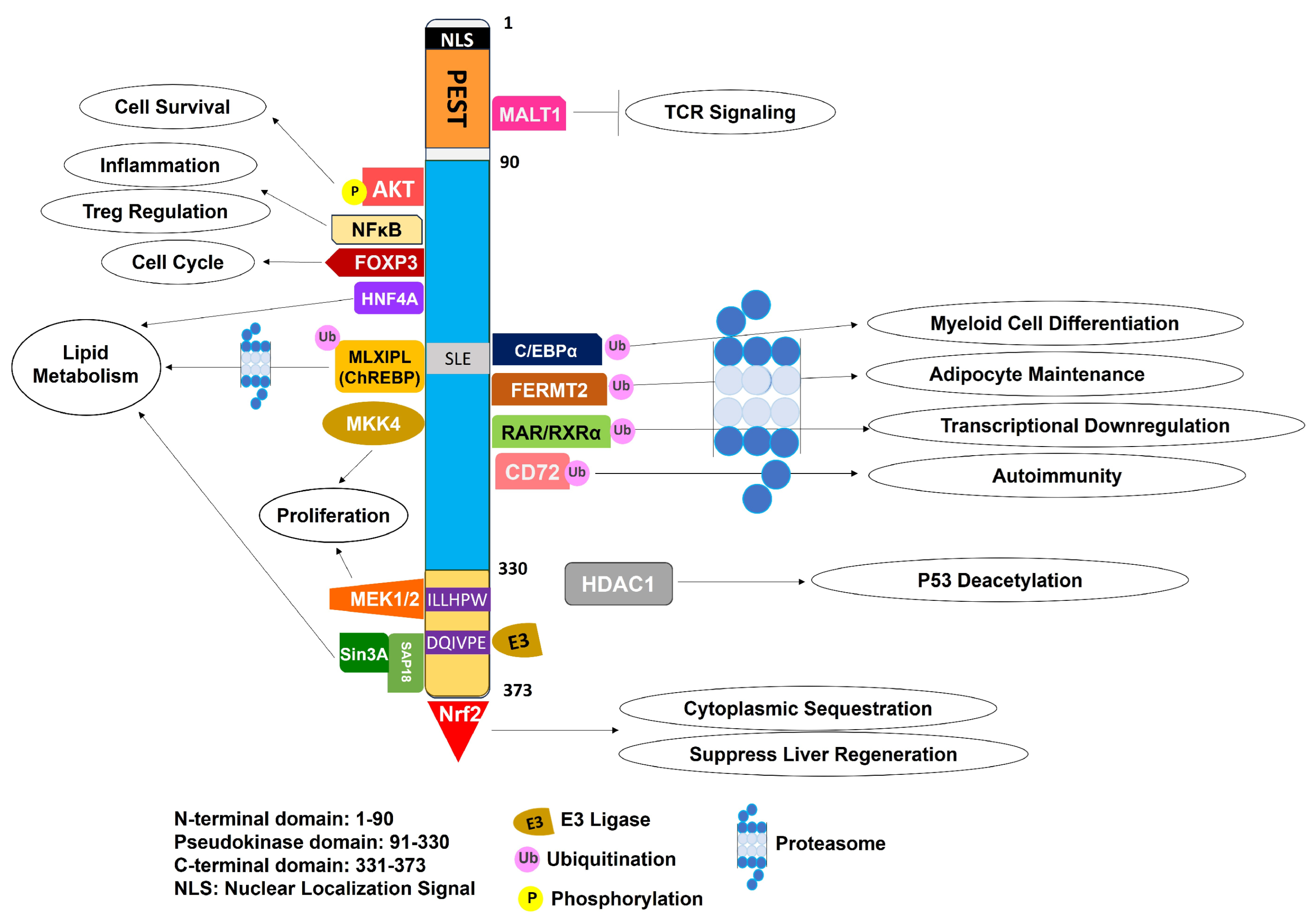 Cancers 16 01889 g001 Cancers 16 01889 g001