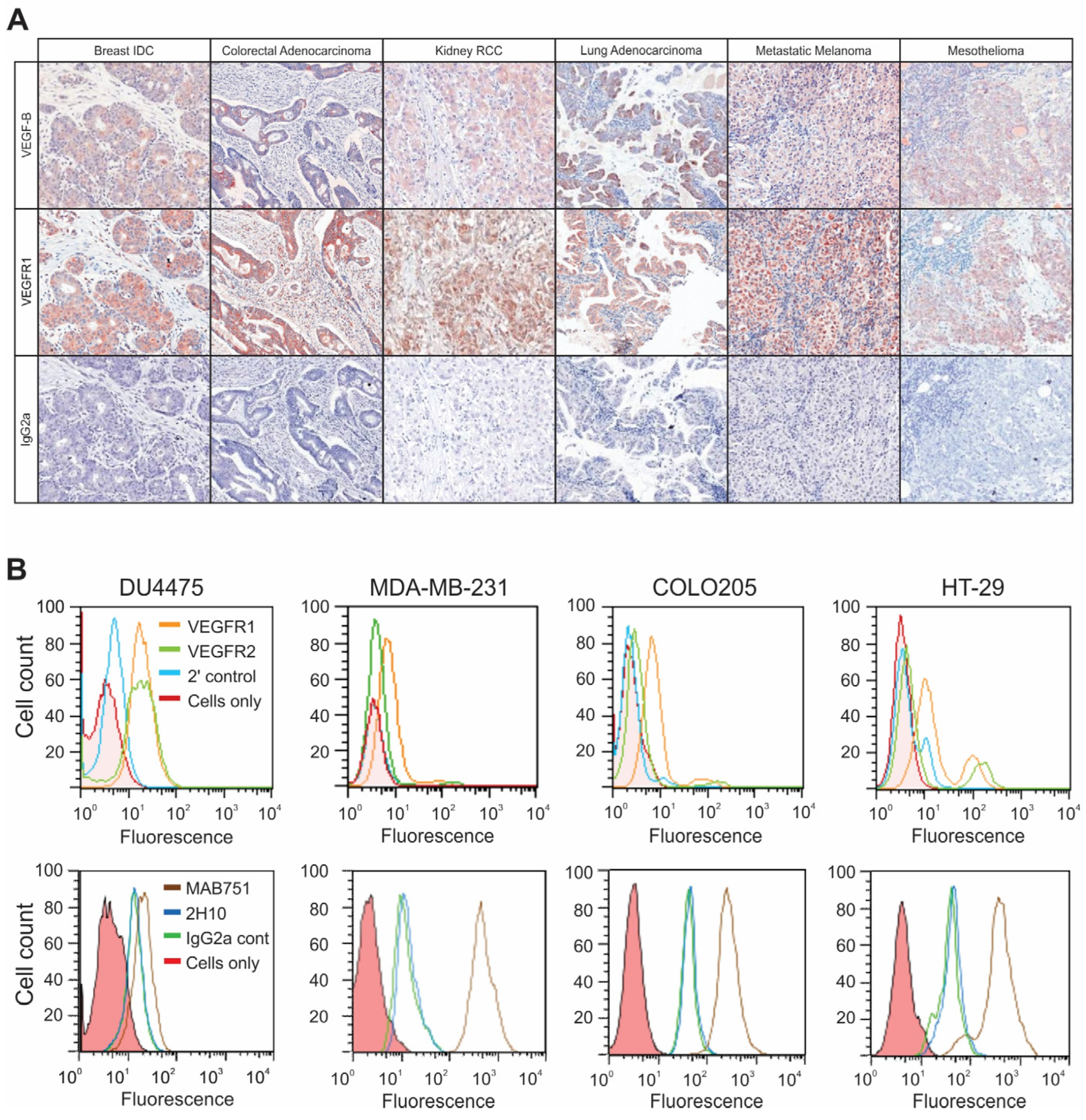 Cancers 16 01902 g001