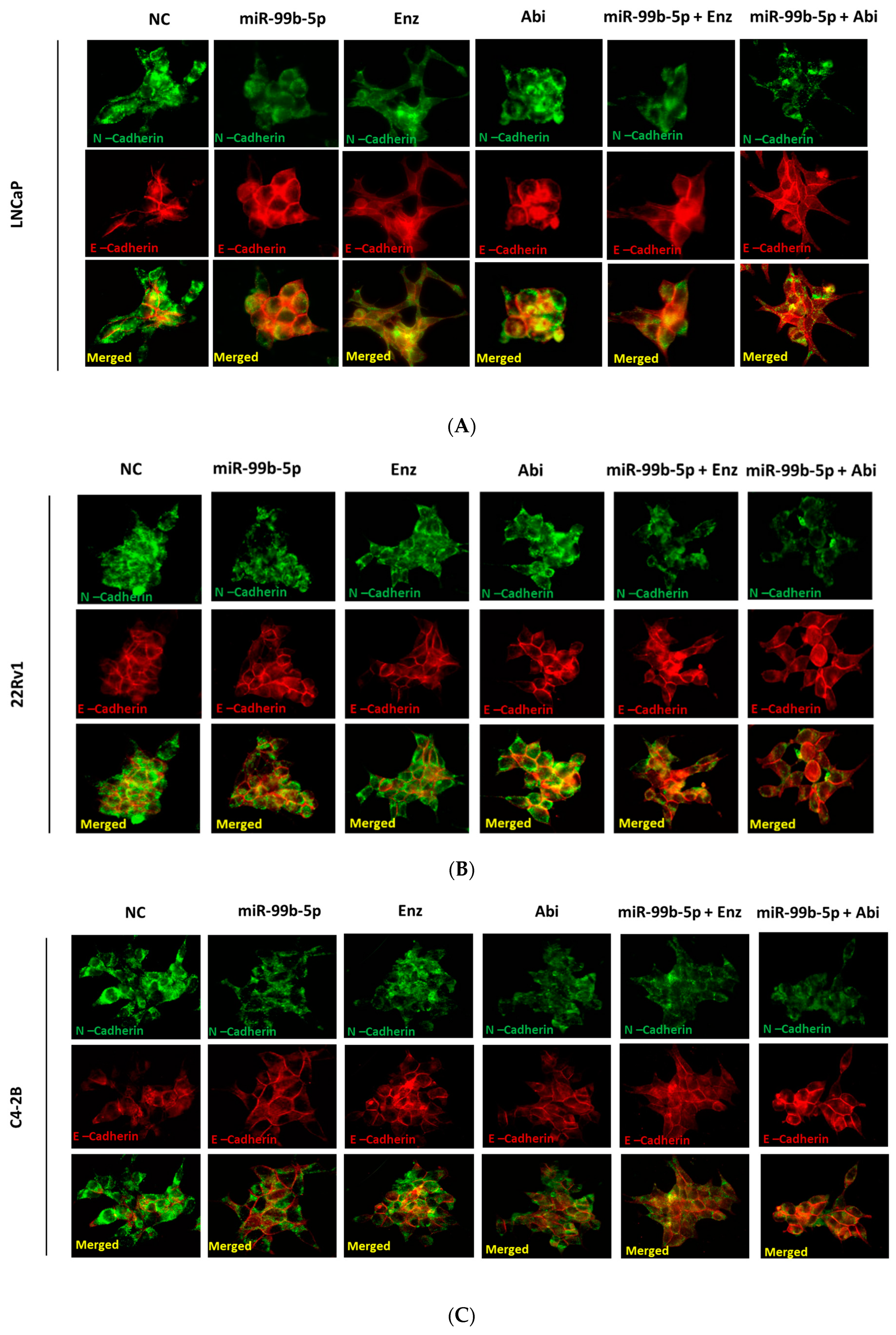 Cancers 16 01933 g001a