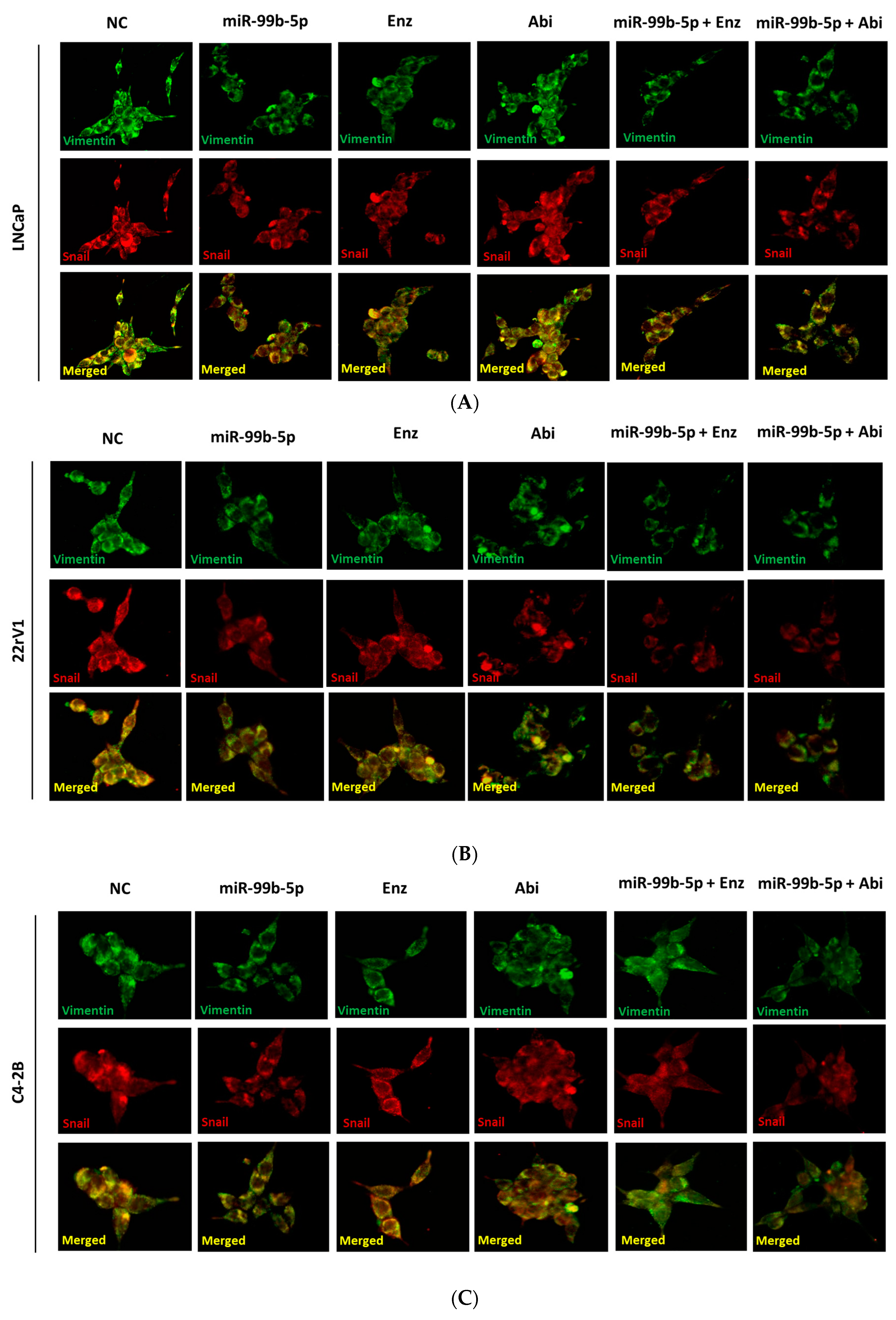 Cancers 16 01933 g002a