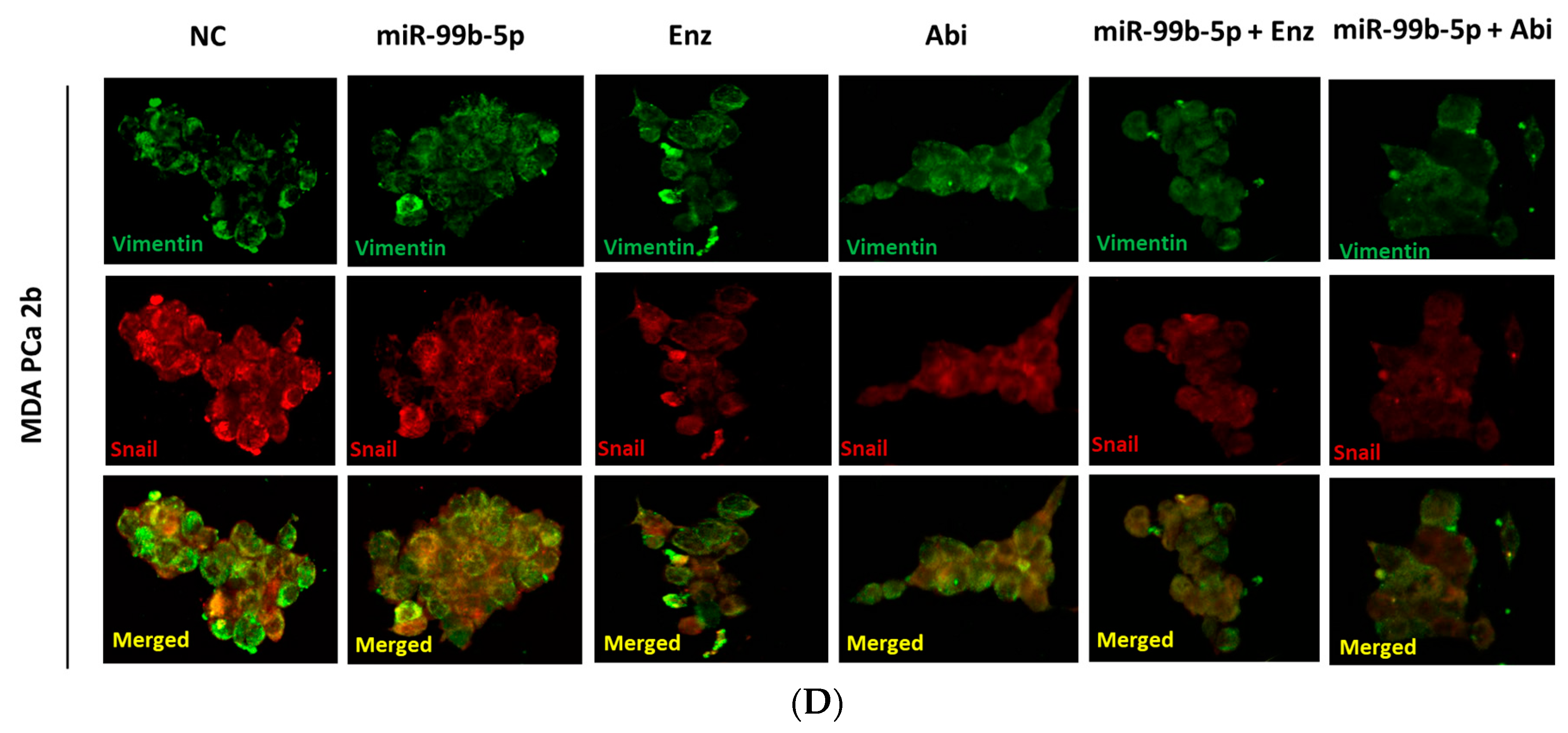 Cancers 16 01933 g002b