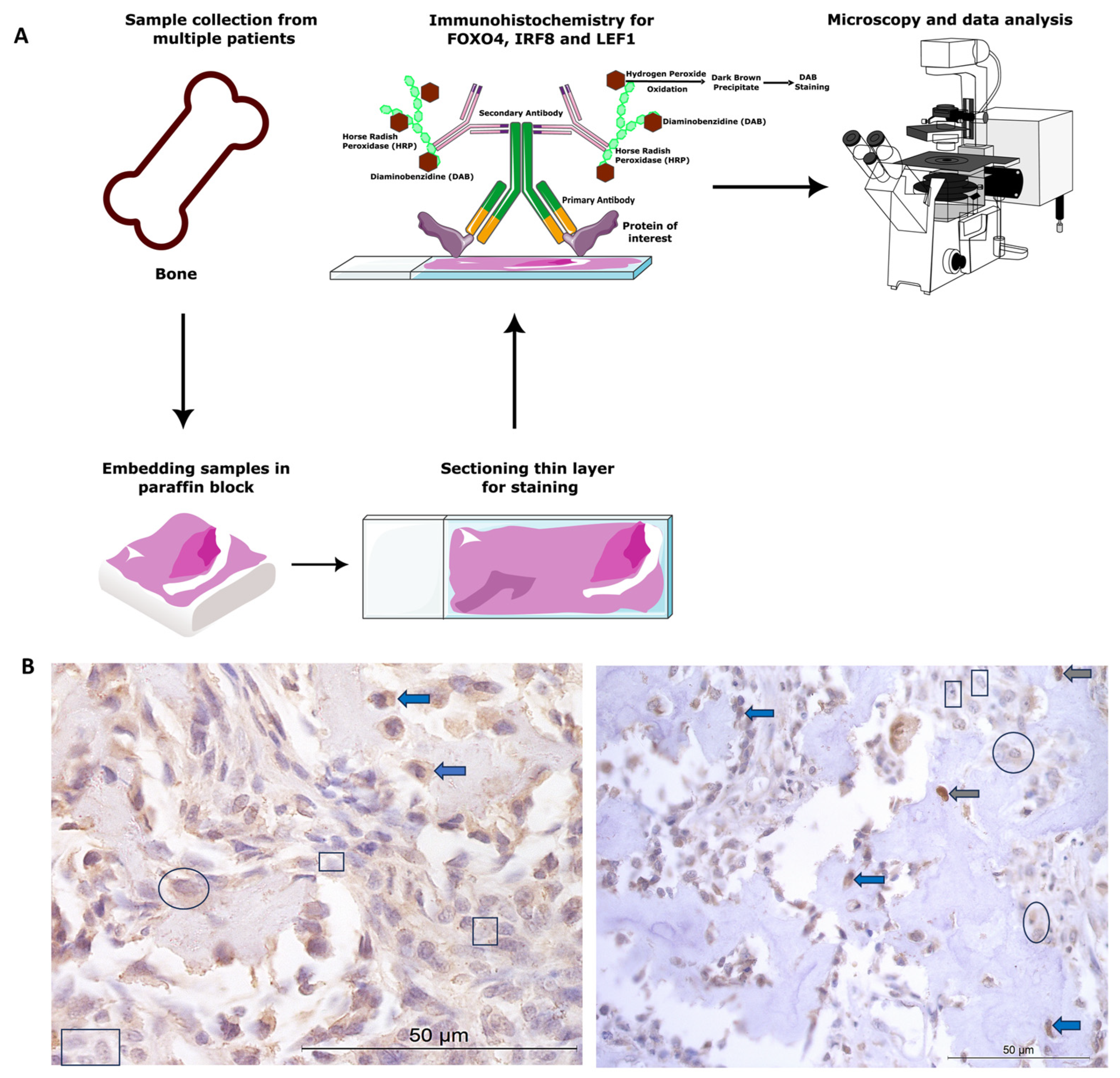 Cancers 16 01945 g001