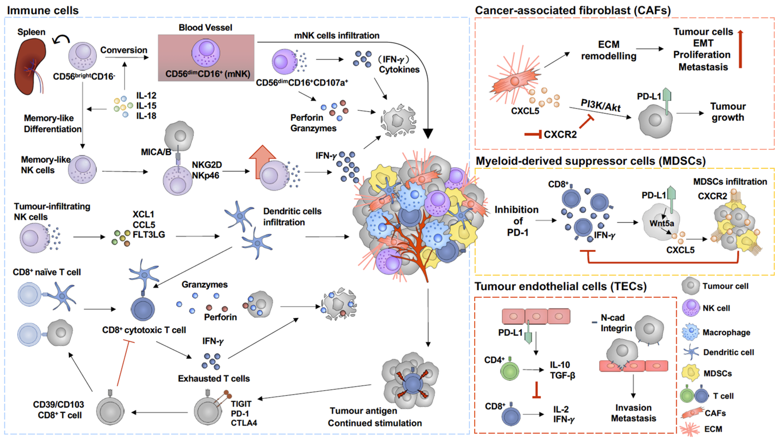 Cancers 16 01950 g002