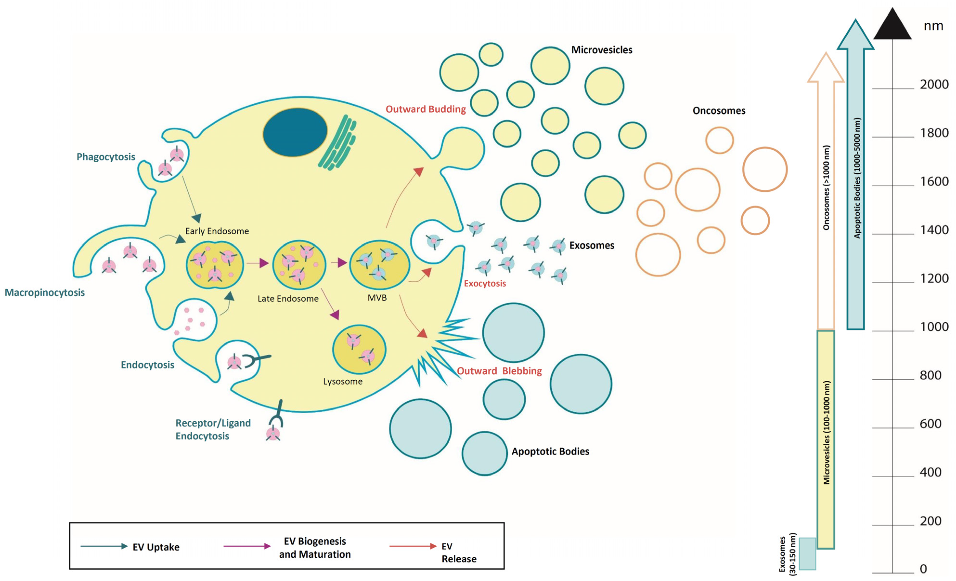 Cancers 16 01967 g001