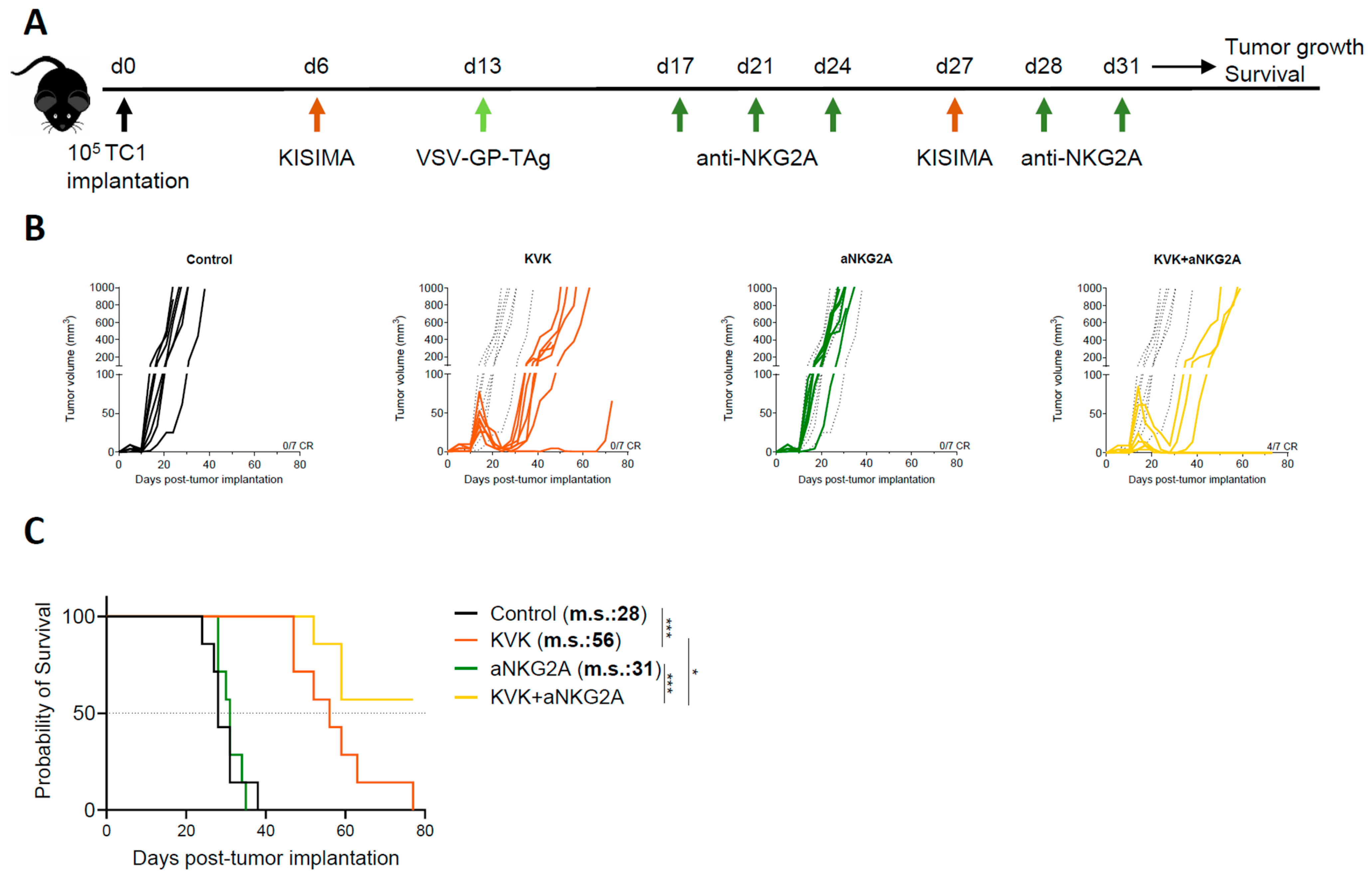 Cancers 16 02036 g001
