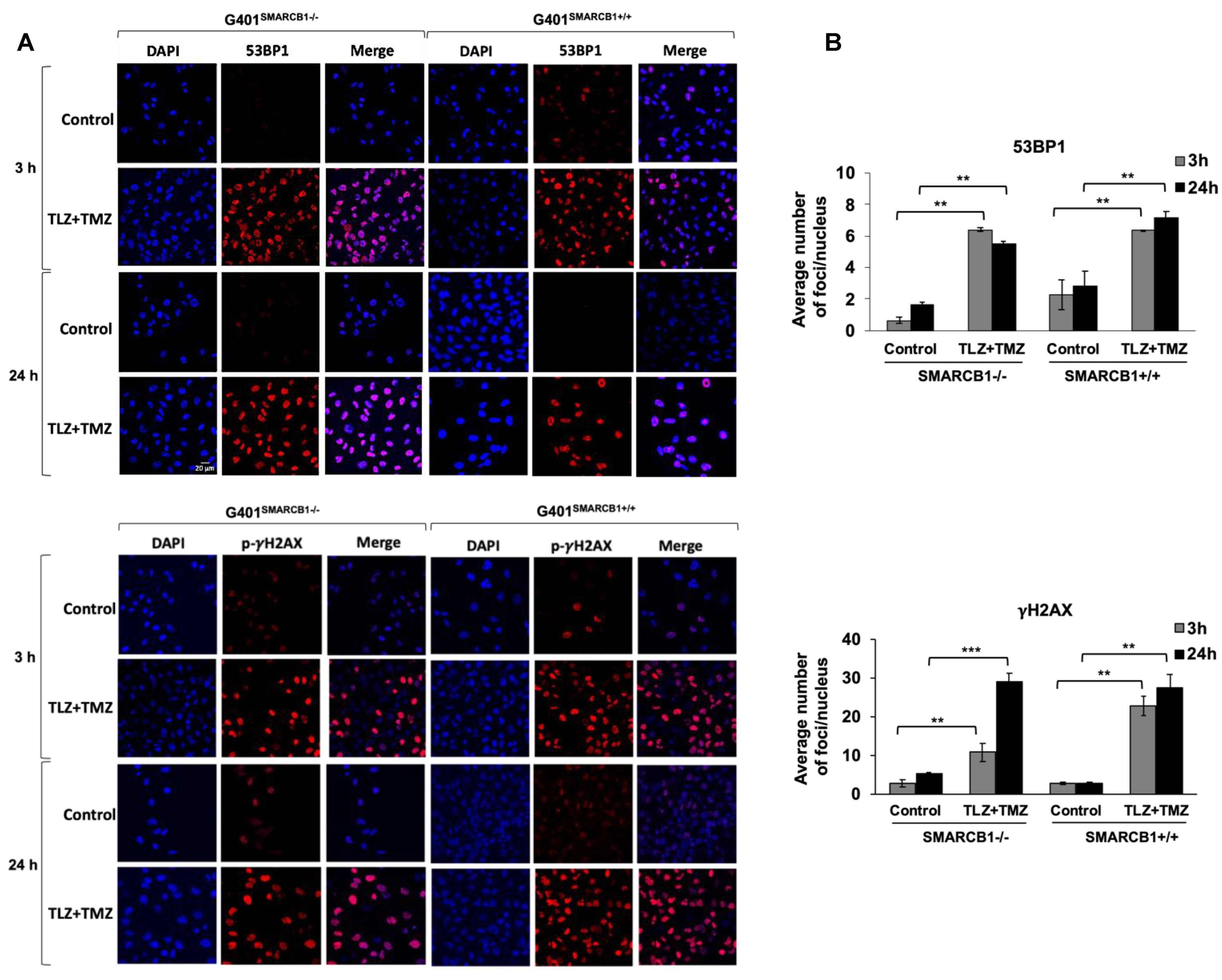 Cancers 16 02041 g005