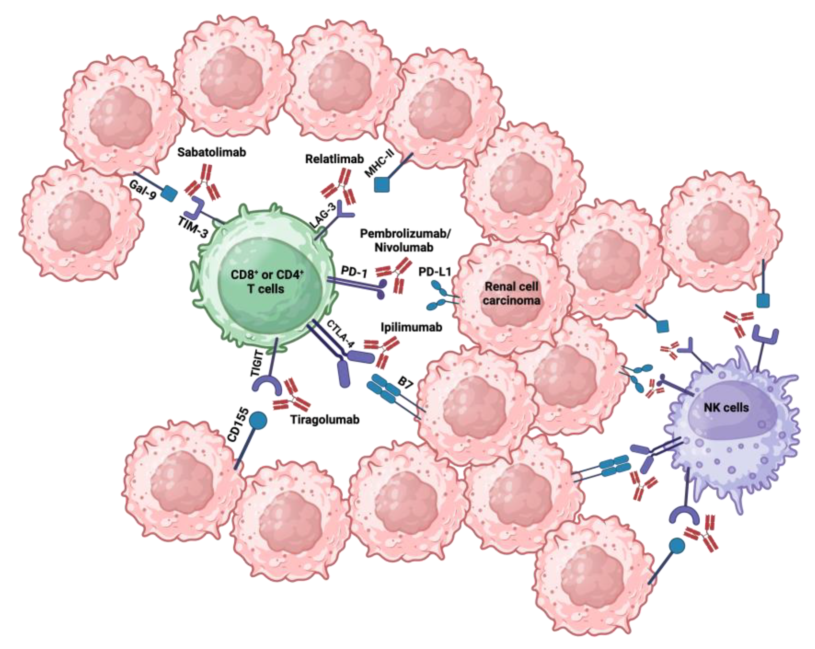 Cancers 16 02092 g002