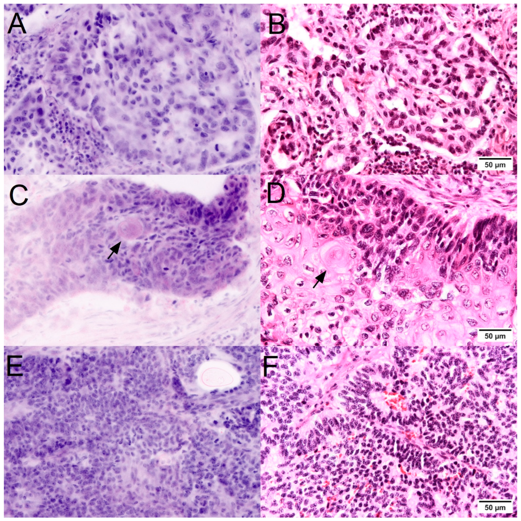 Cancers 16 02221 g003