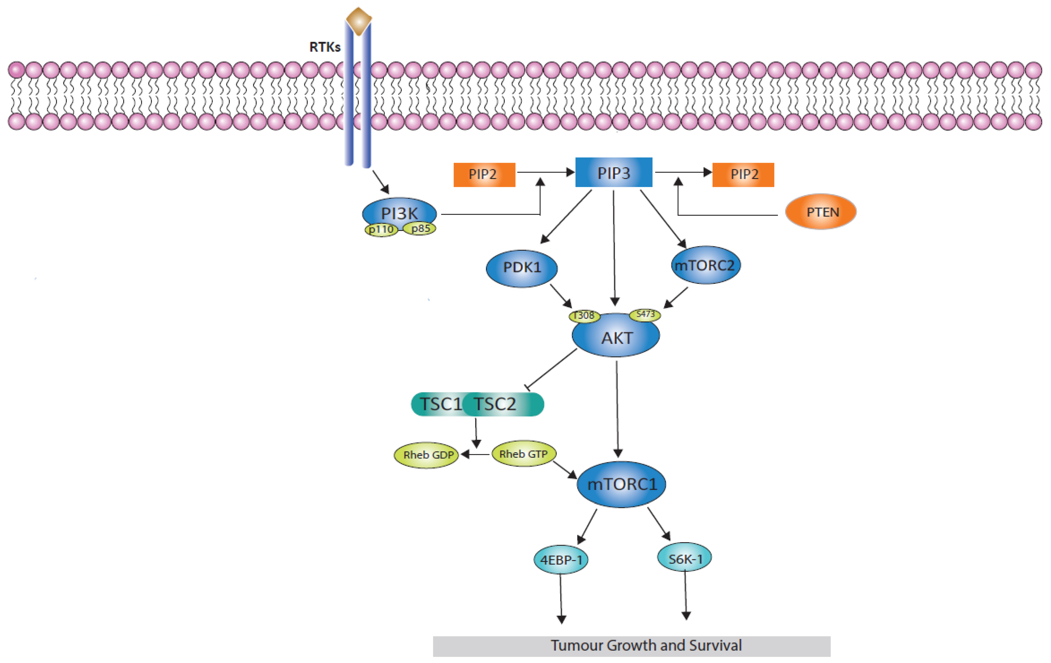 Cancers 16 02259 g001