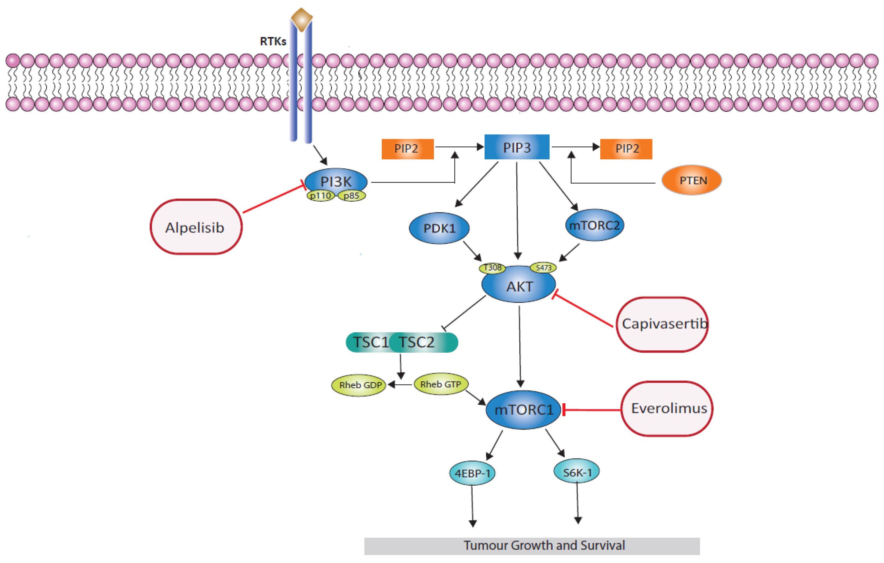 Cancers 16 02259 g002