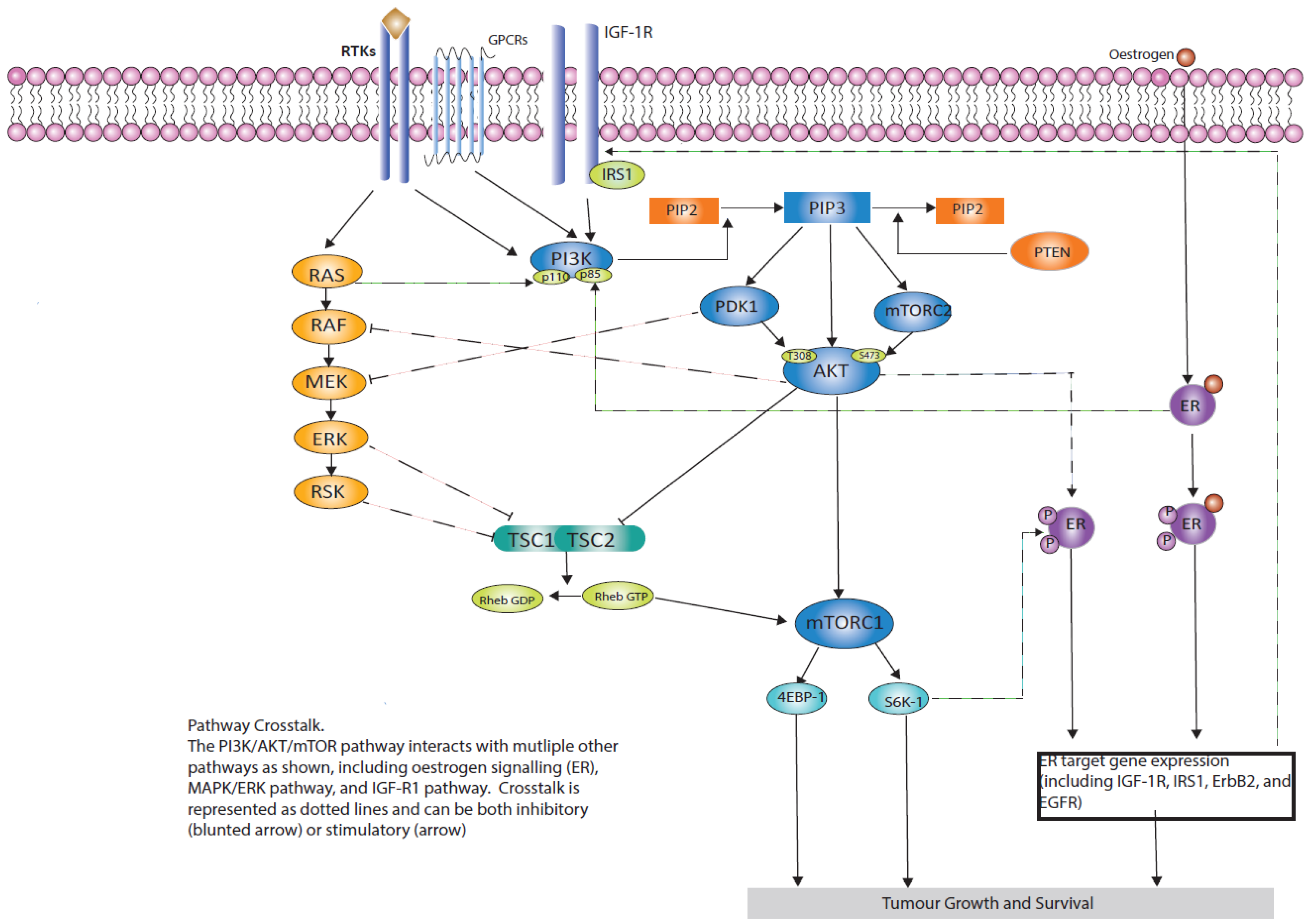 Cancers 16 02259 g003