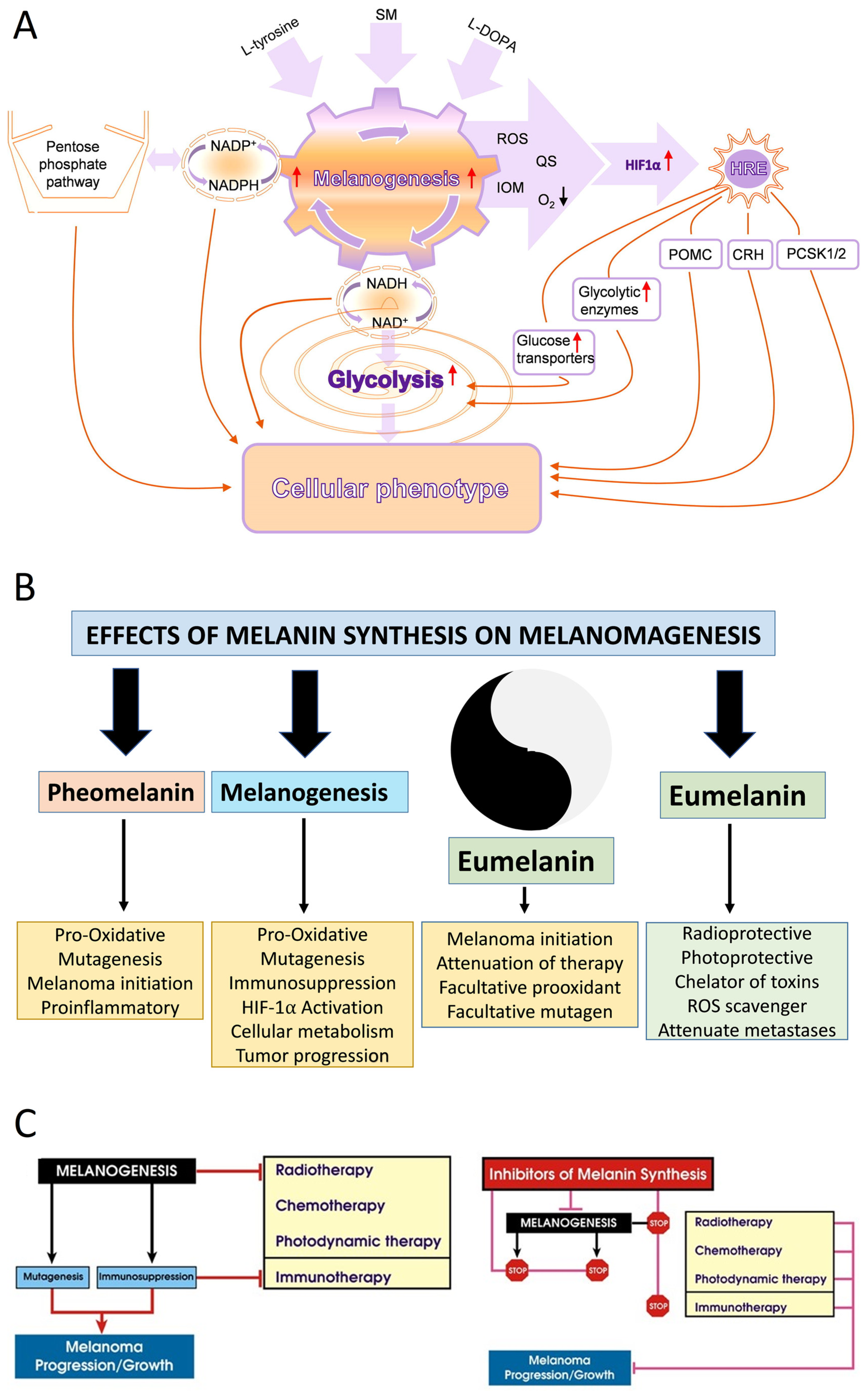 Cancers 16 02262 g001