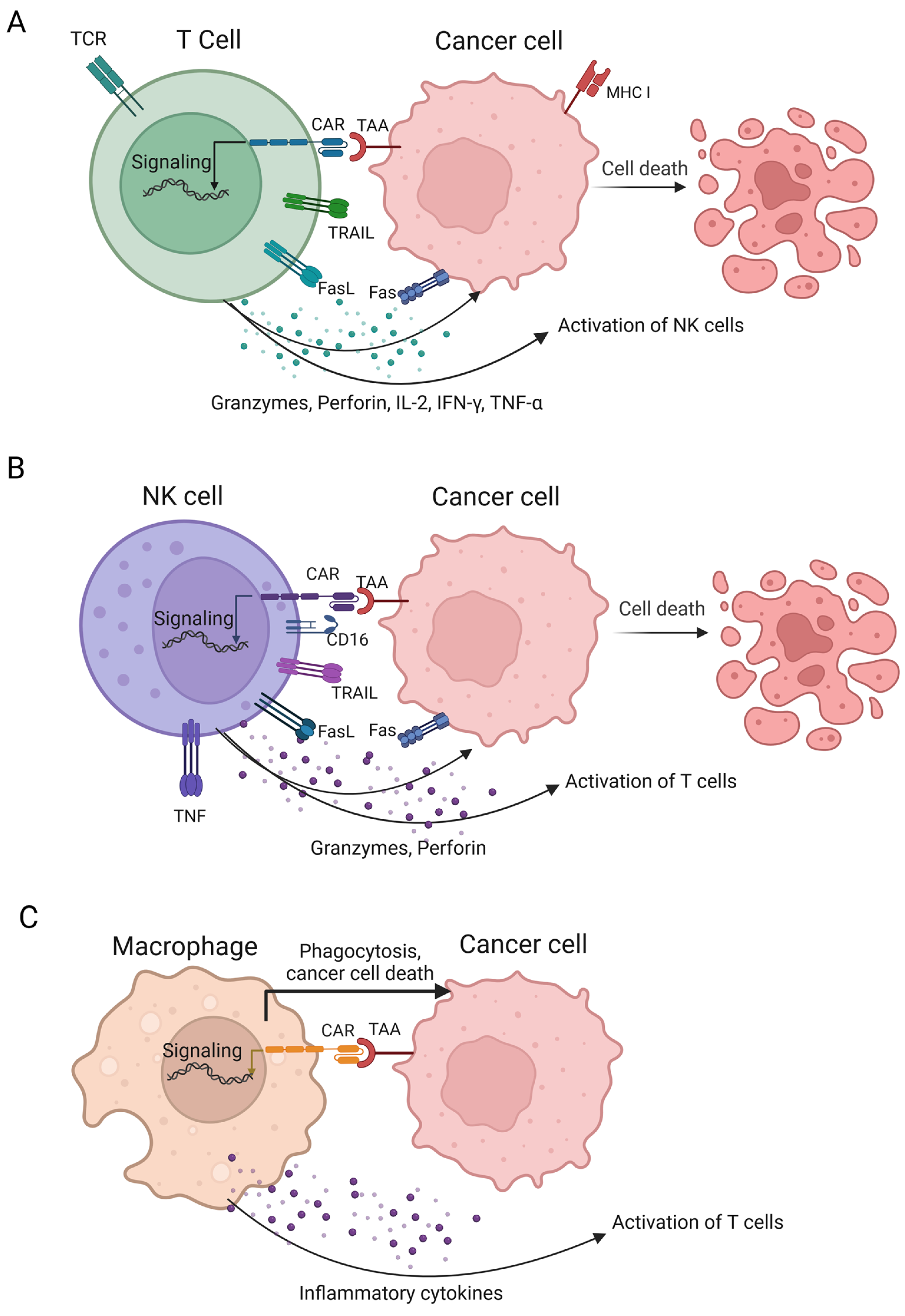 Cancers 16 02270 g006 Cancers 16 02270 g006