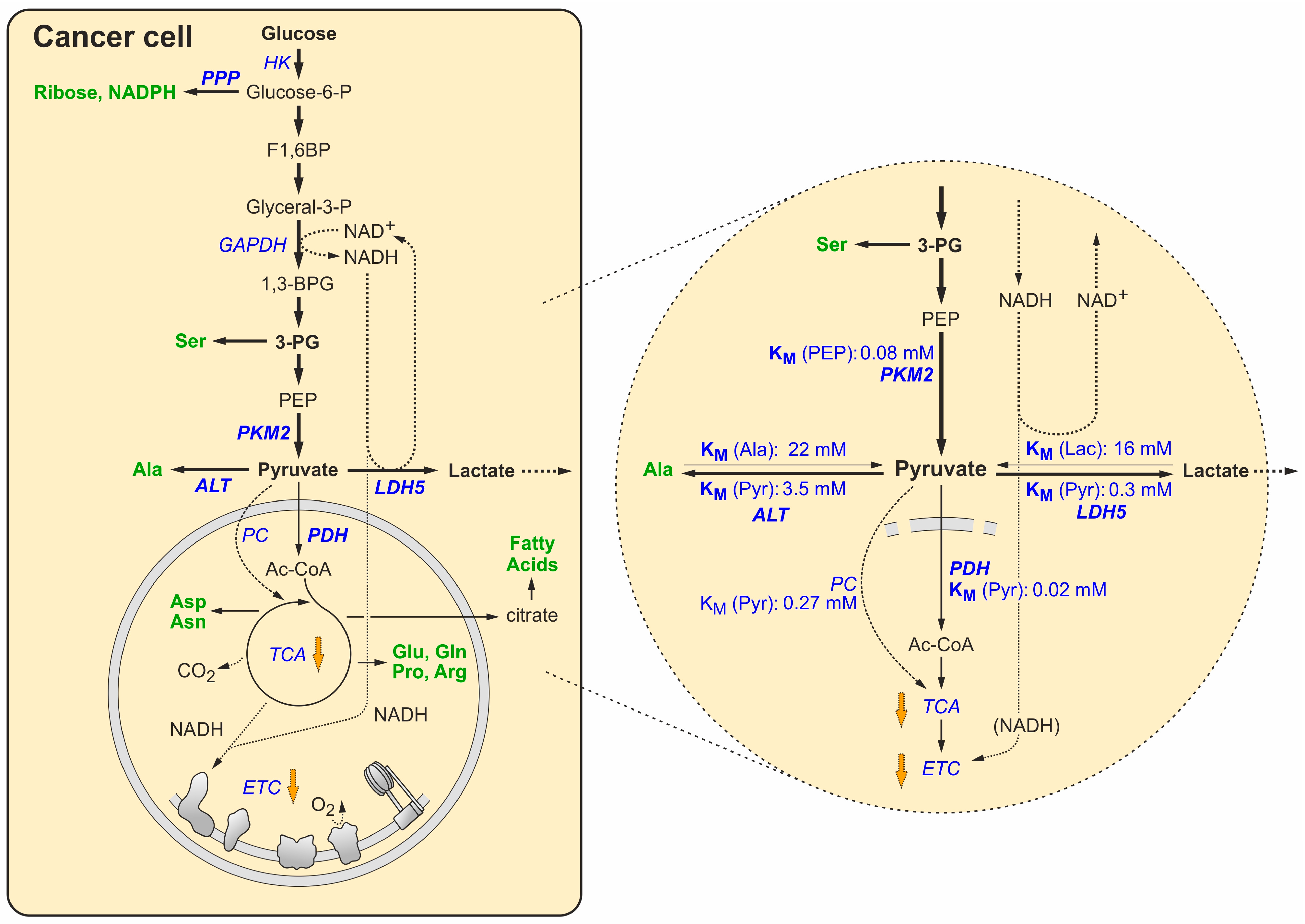 Cancers 16 02290 g003