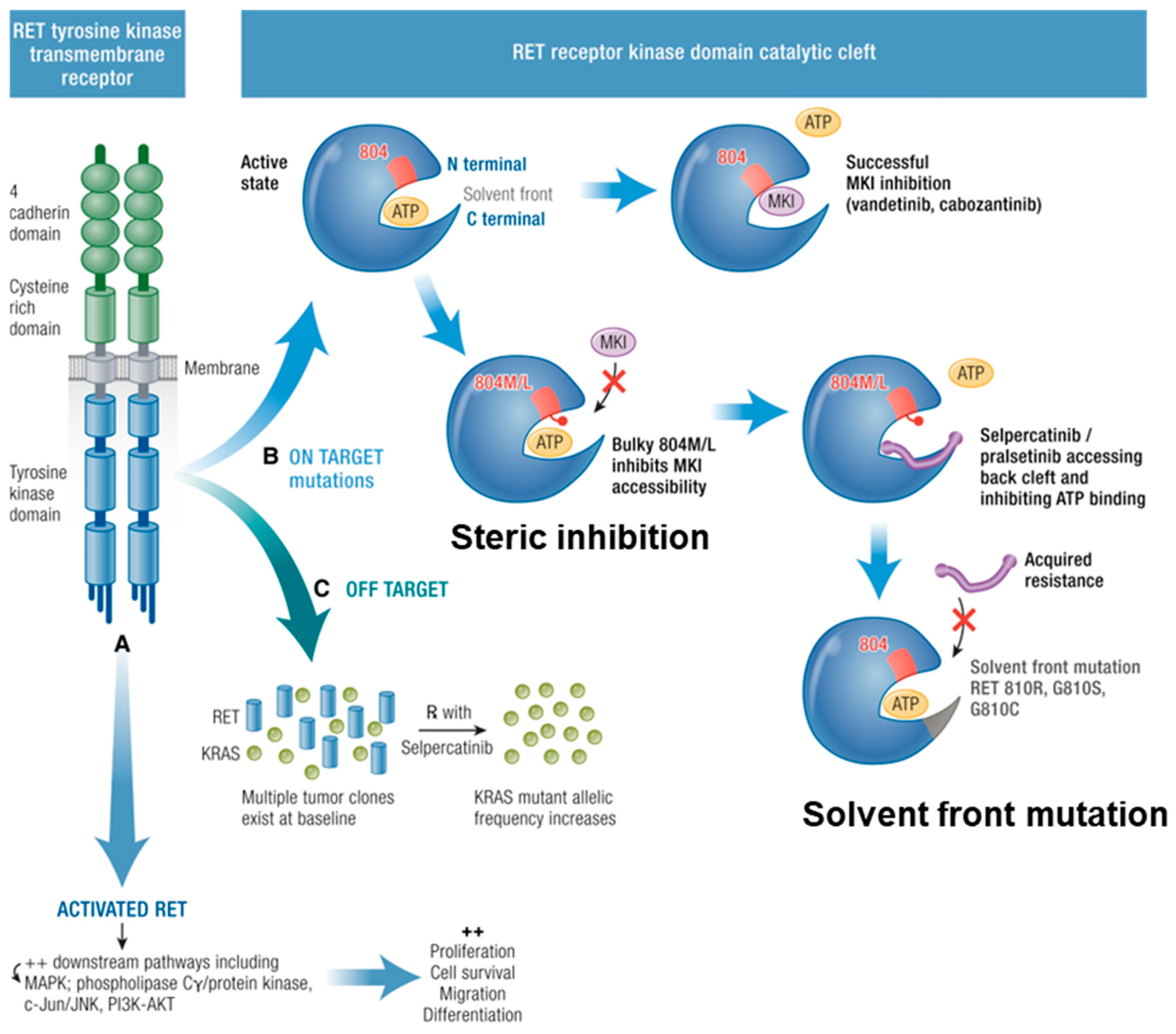 Cancers 16 02296 g003