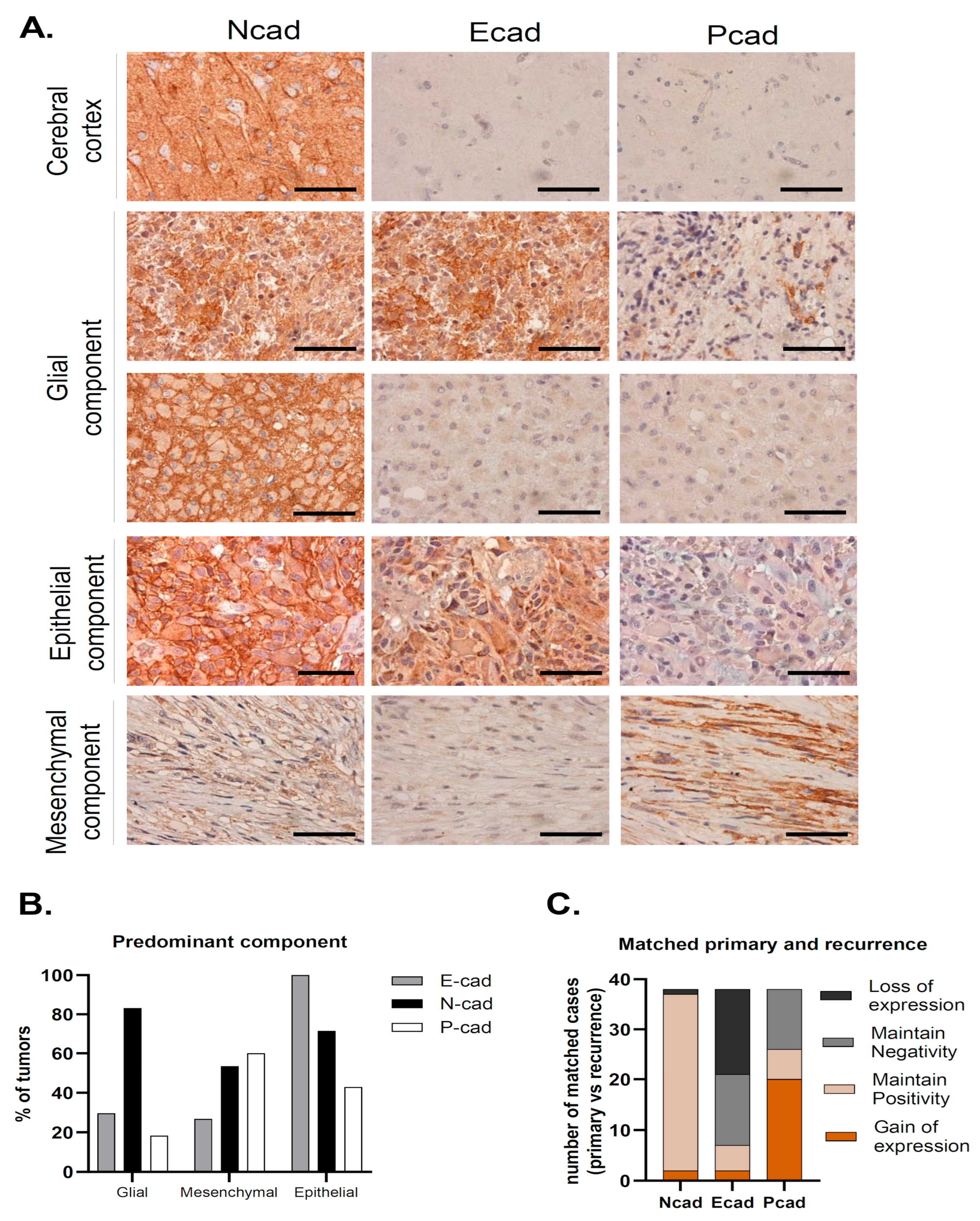 Cancers 16 02298 g001