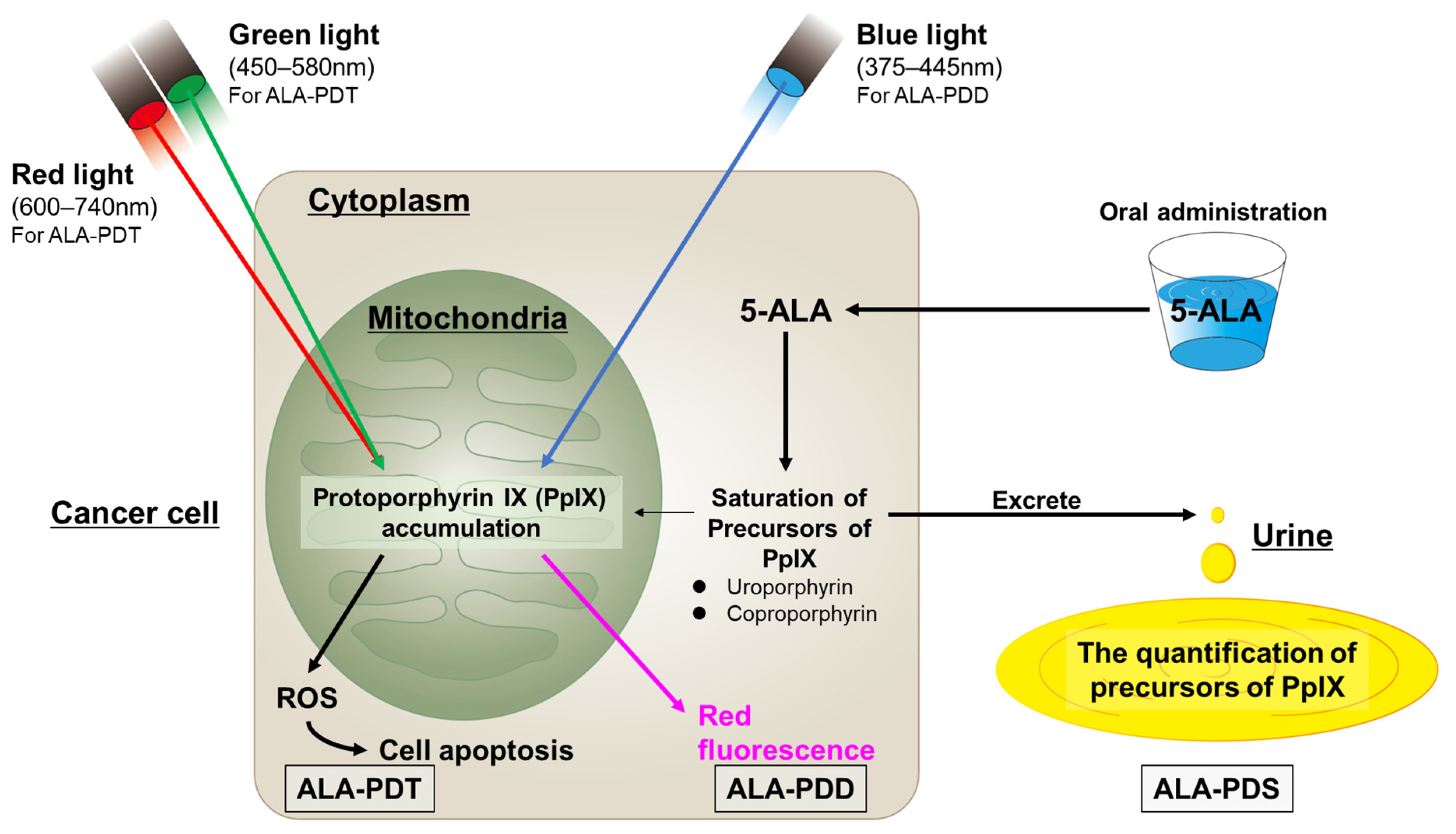 Cancers 16 02299 g002 Cancers 16 02299 g002