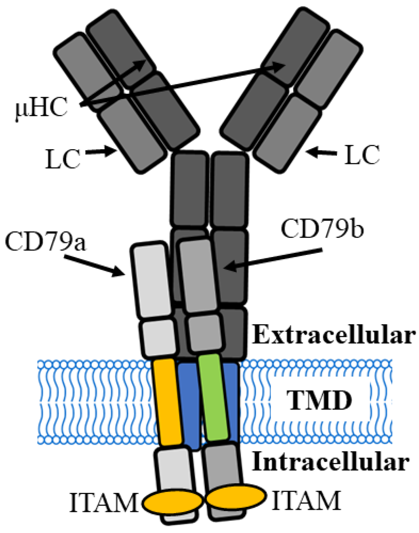 Cancers 16 02341 g001