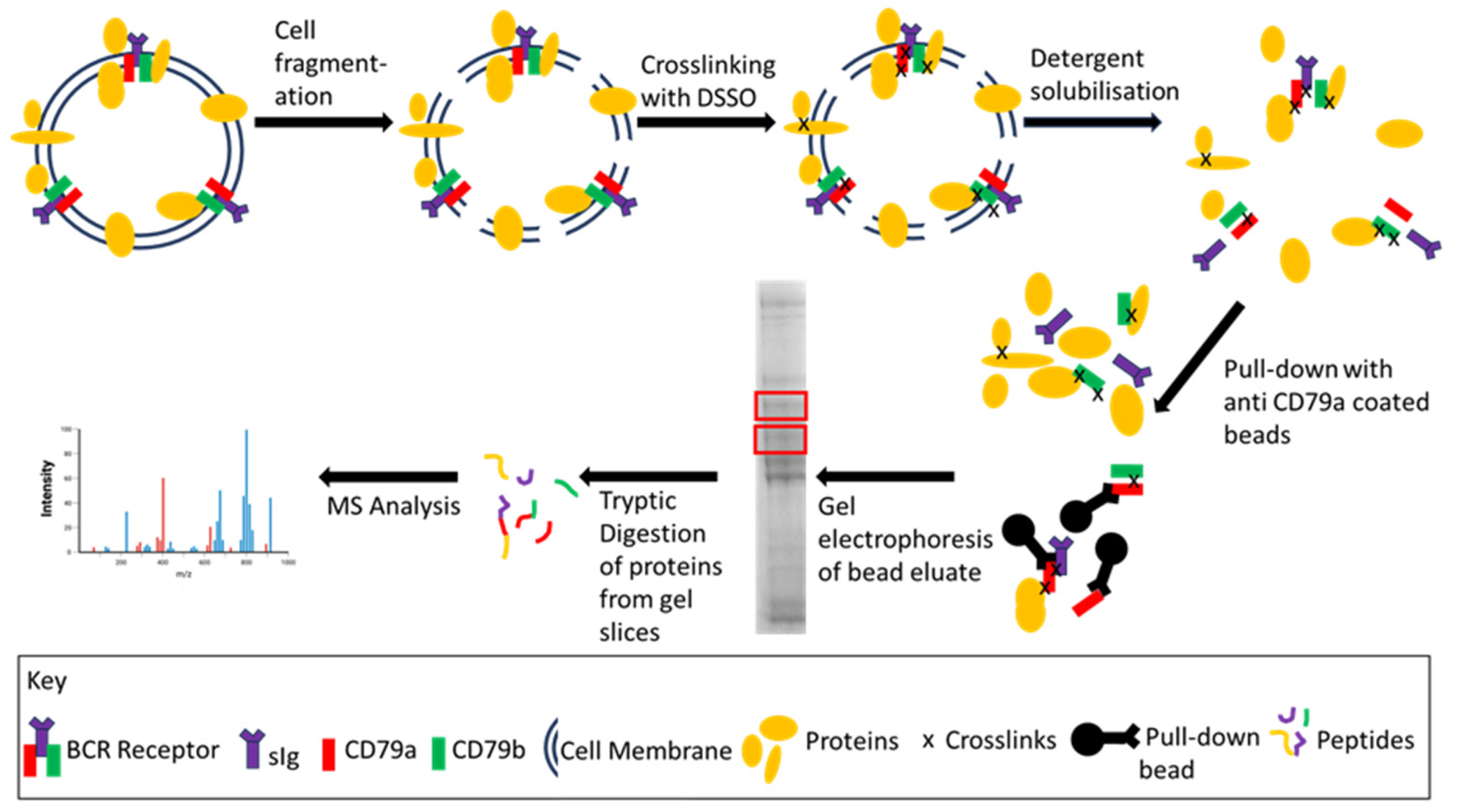 Cancers 16 02341 g002