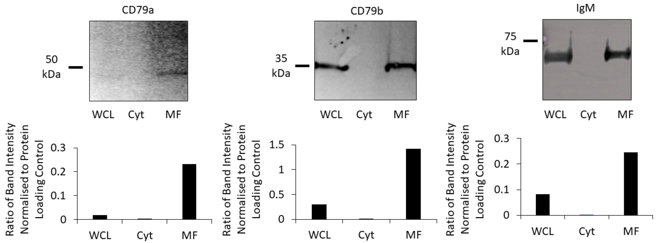 Cancers 16 02341 g003