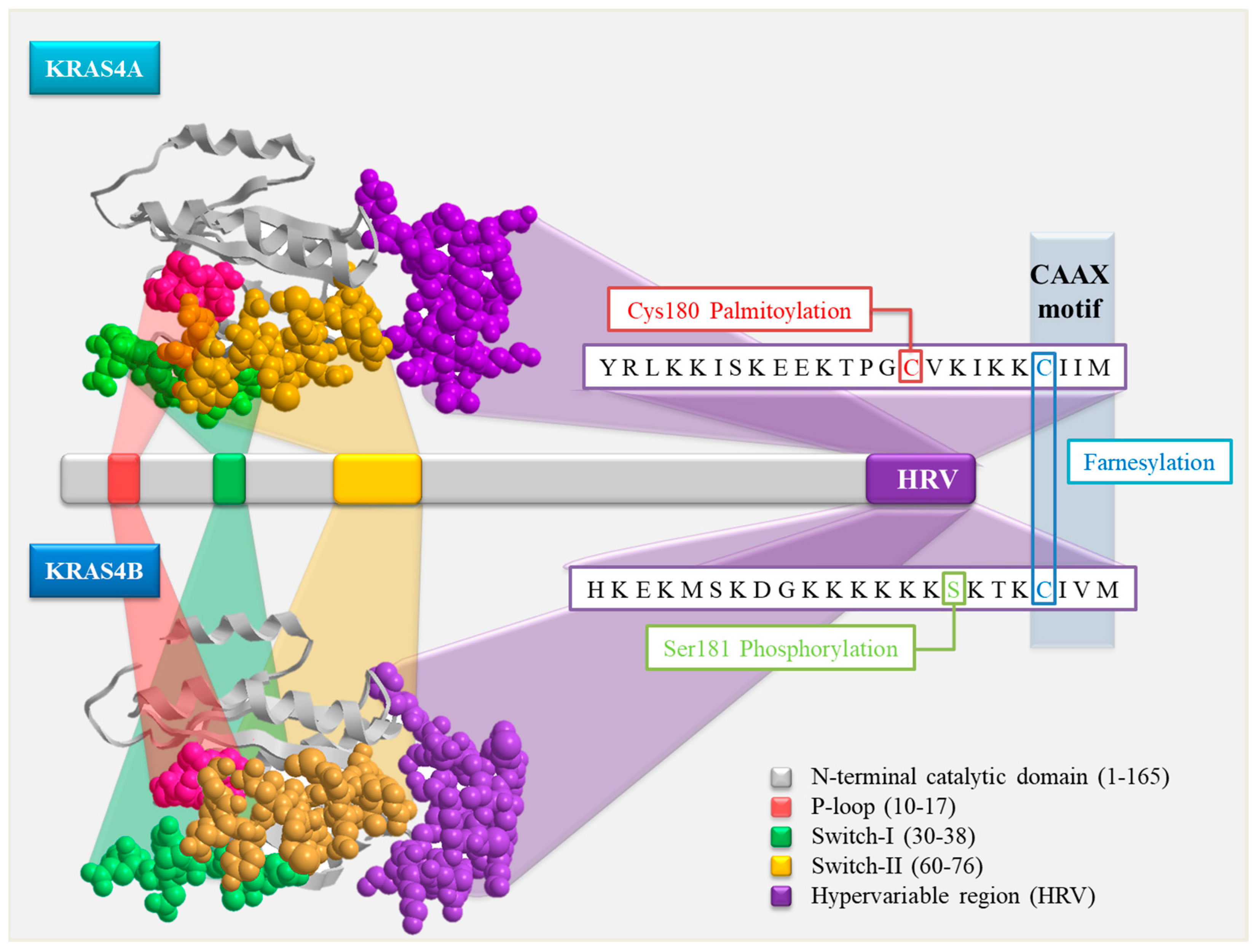 Cancers 16 02389 g001