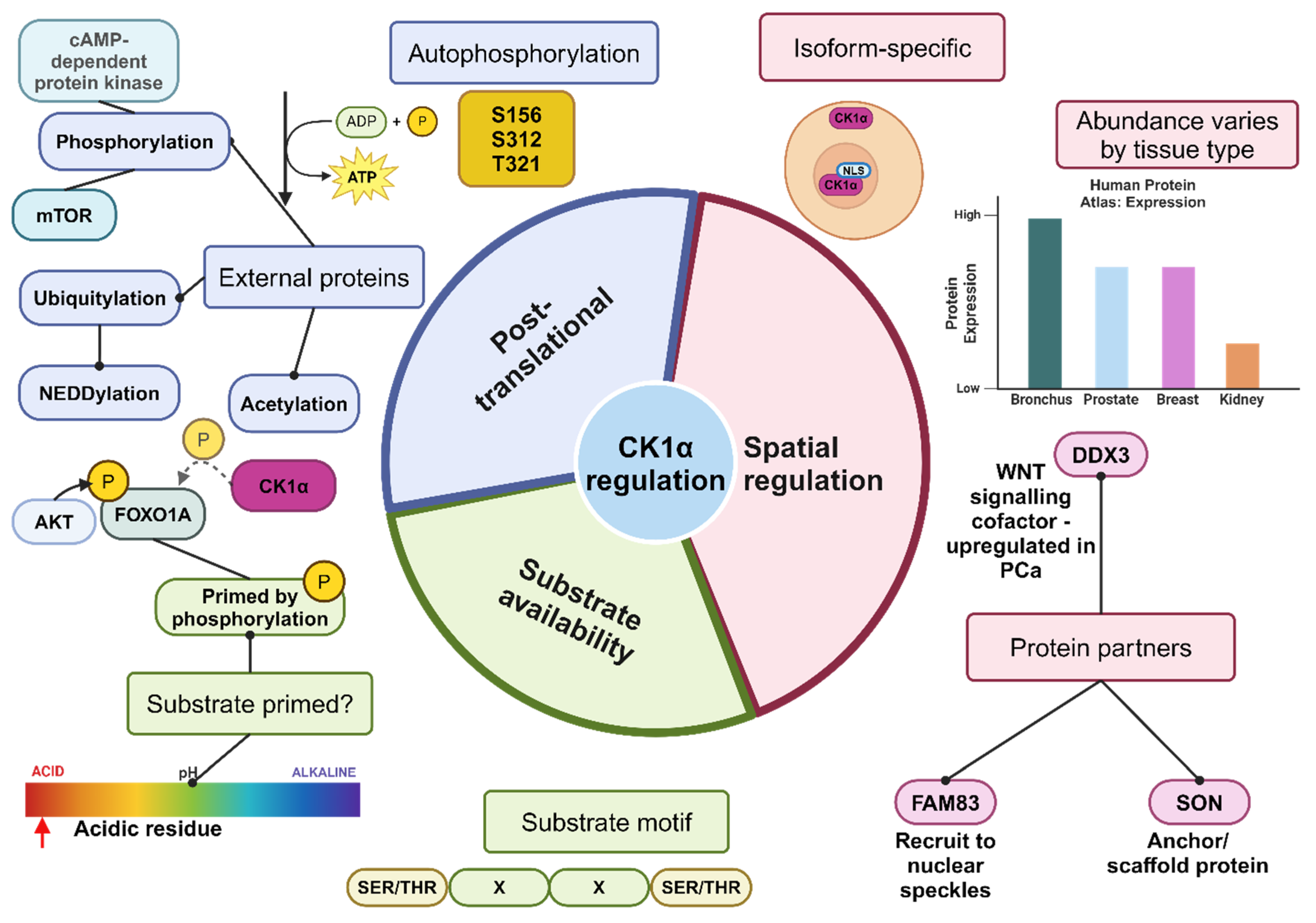 Cancers 16 02436 g004