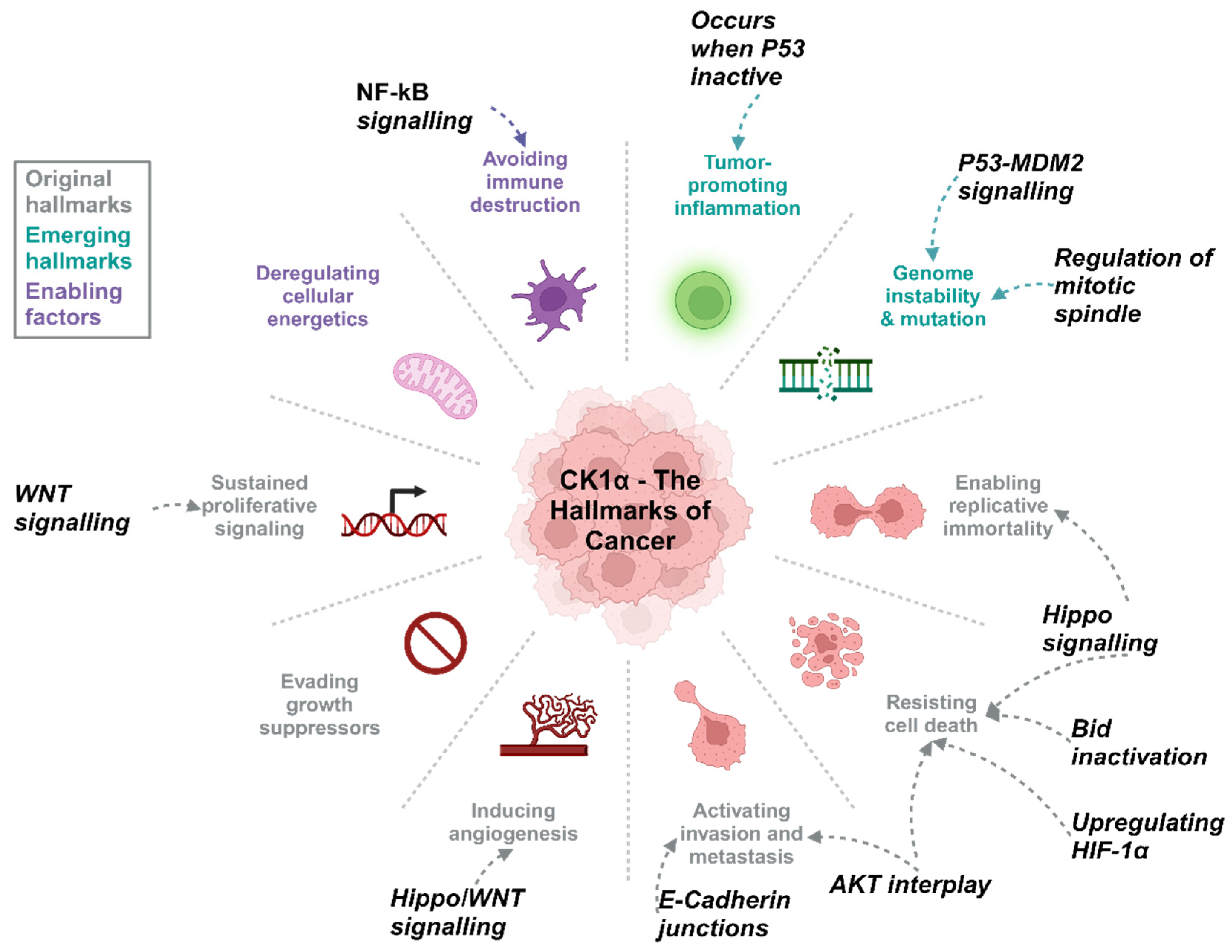 Cancers 16 02436 g005