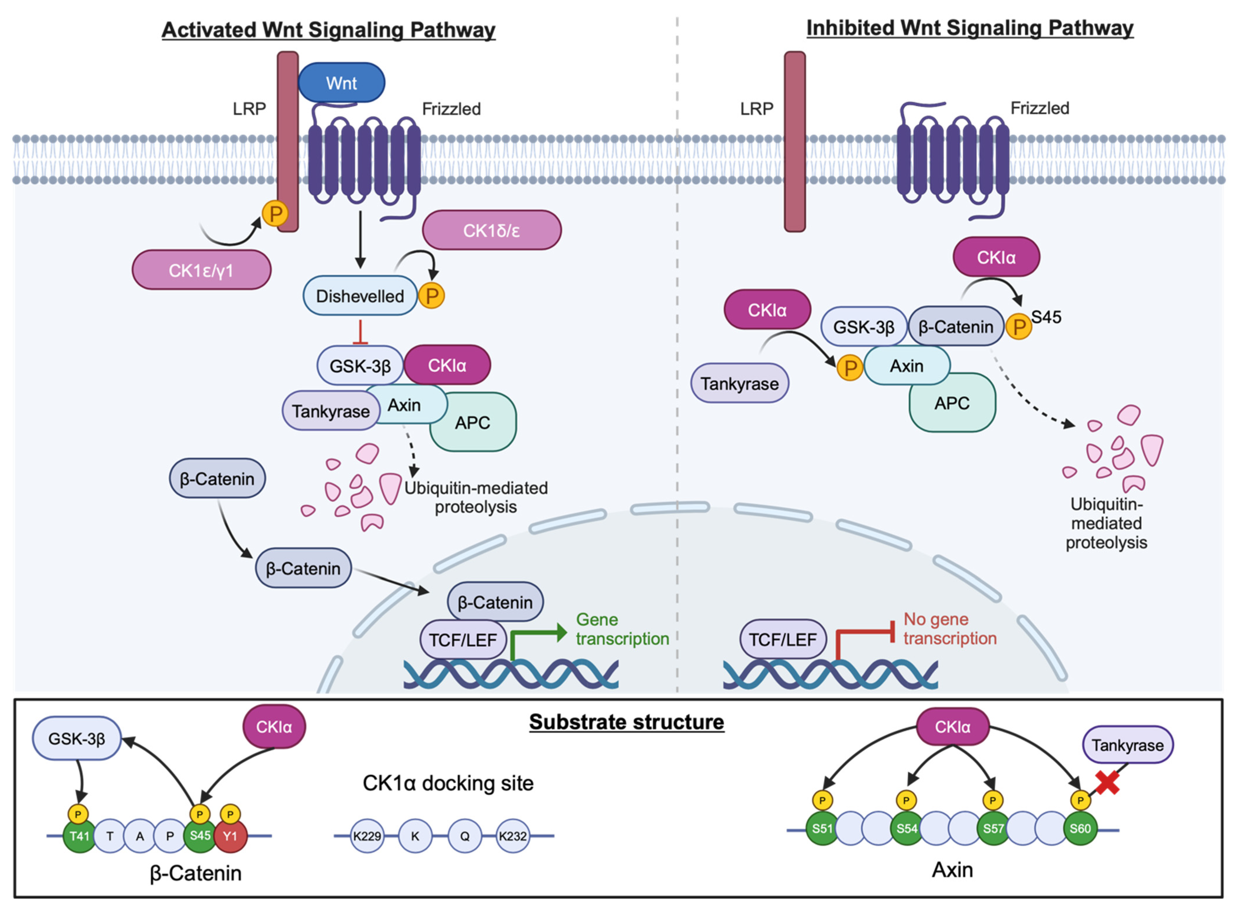 Cancers 16 02436 g008