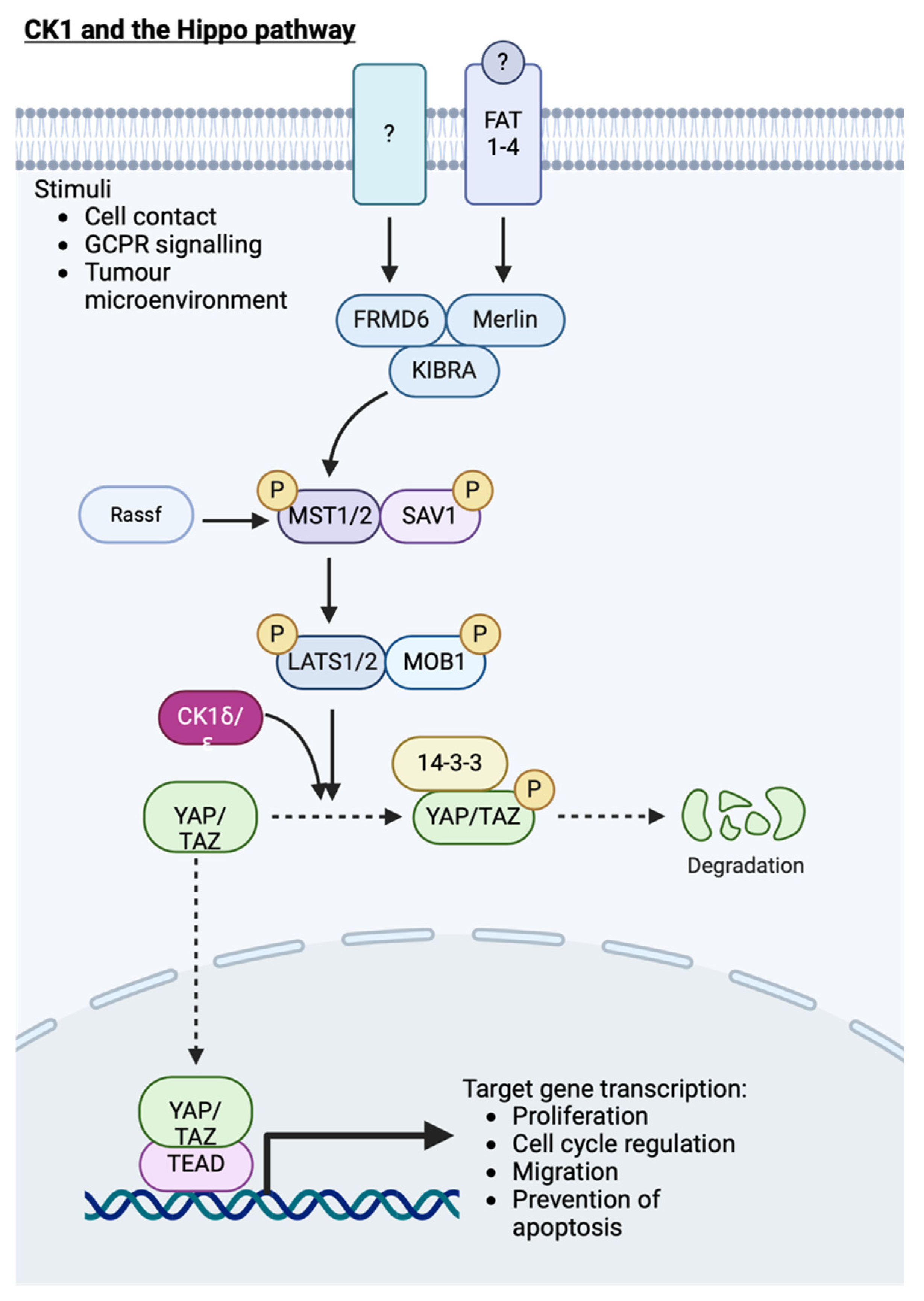 Cancers 16 02436 g009