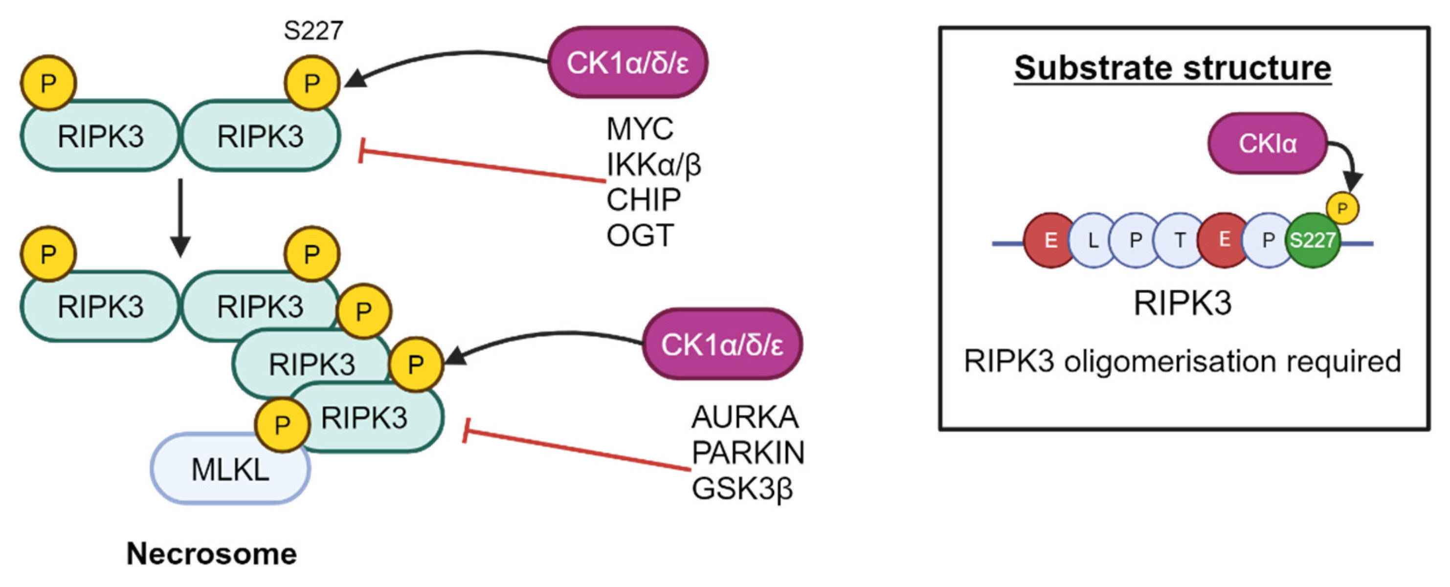 Cancers 16 02436 g012